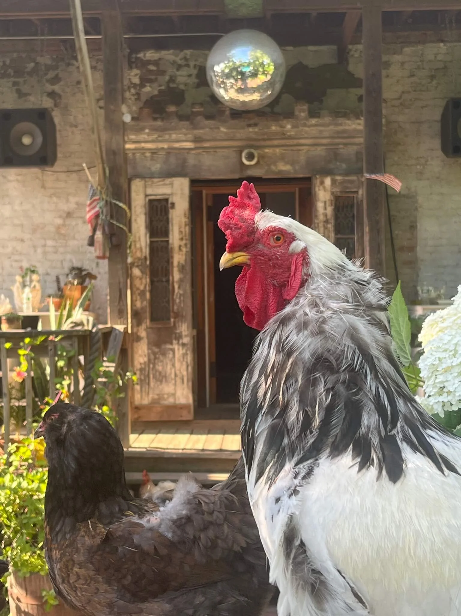 A rooster with white, black, and gray feathers and a red comb stands on a porch next to a black hen. The background features an old building with a rustic wooden doorway, a clock, and hanging American flags.
