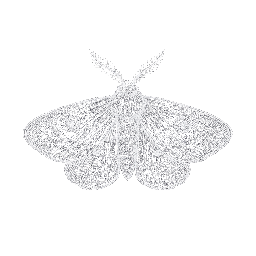 hallowmoth