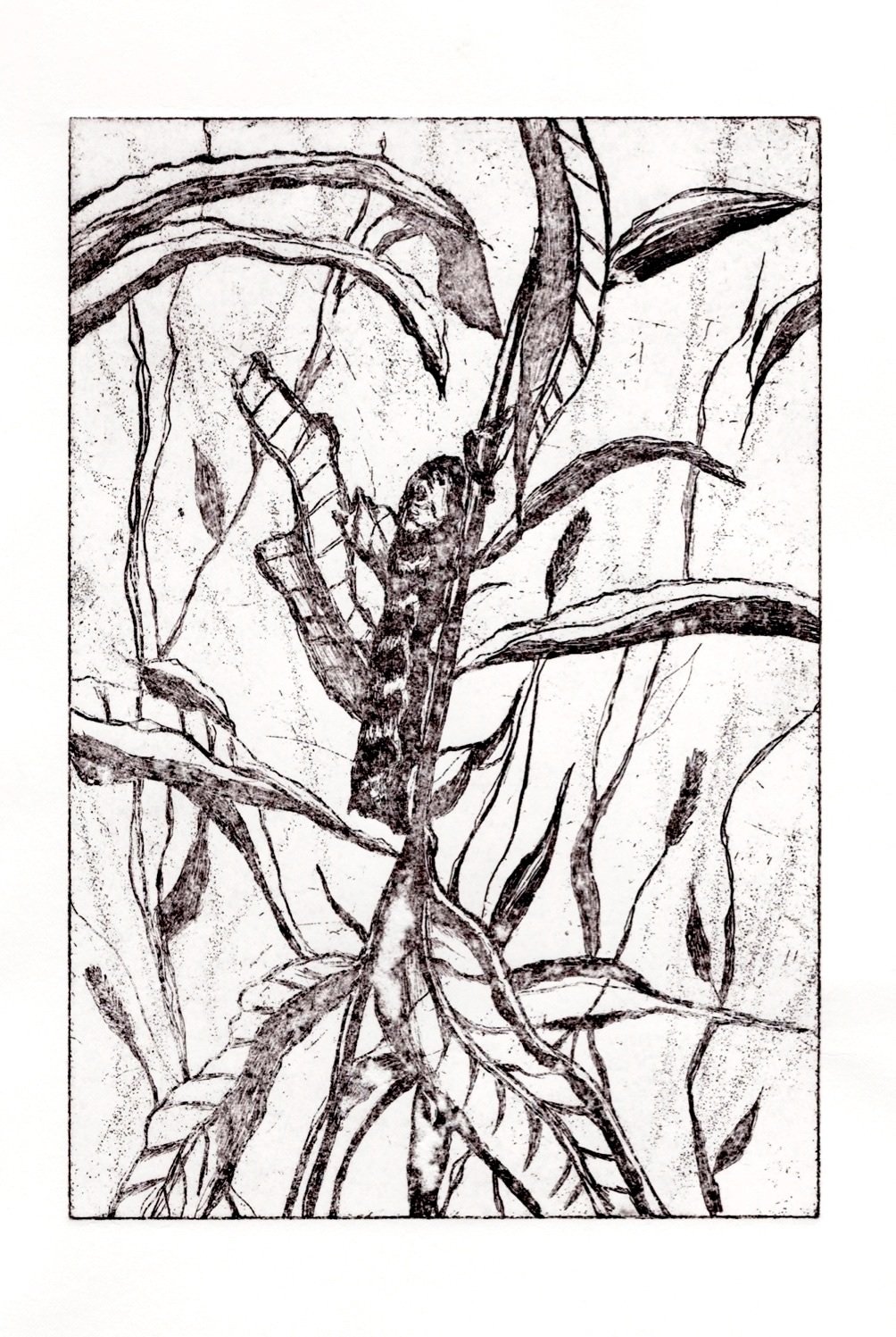 Caterpillar (Copper Sulphate Etching)