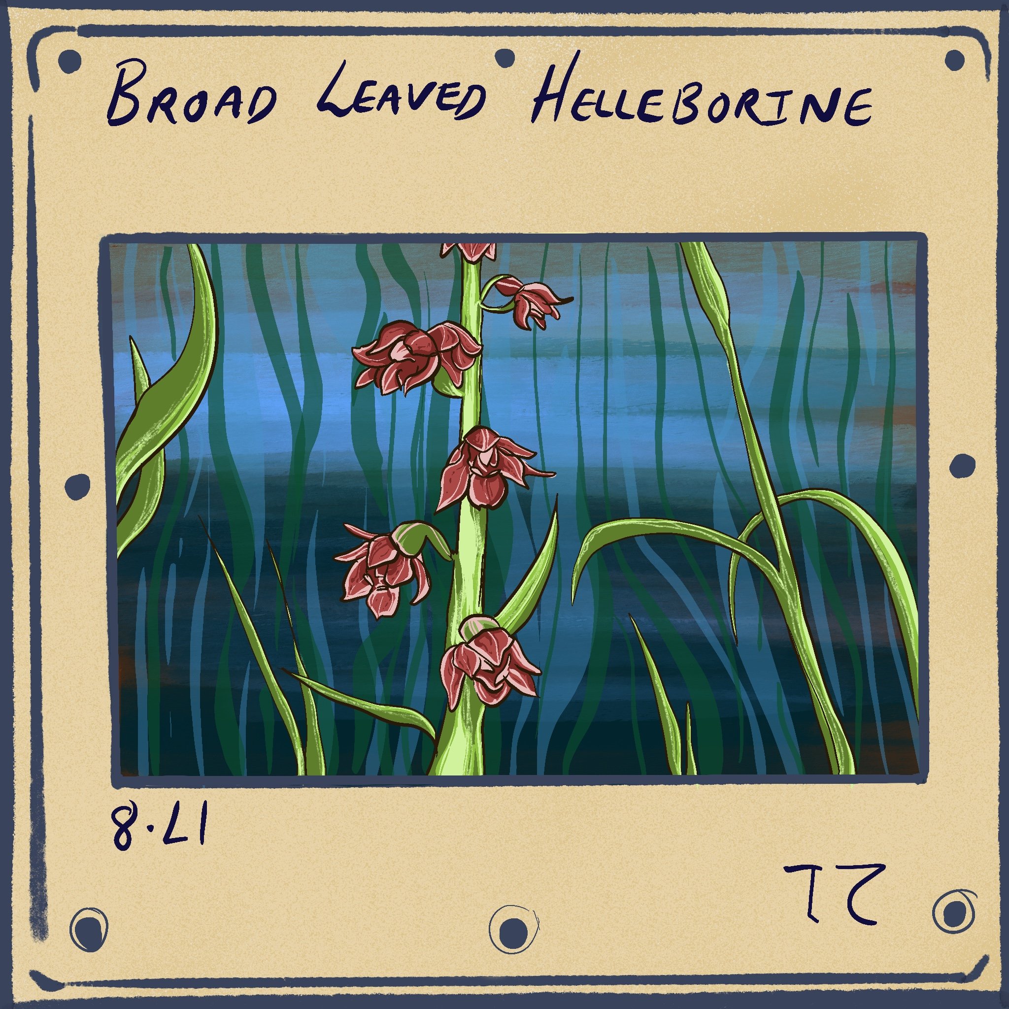 Broad_Leaved_Helleborne.jpg