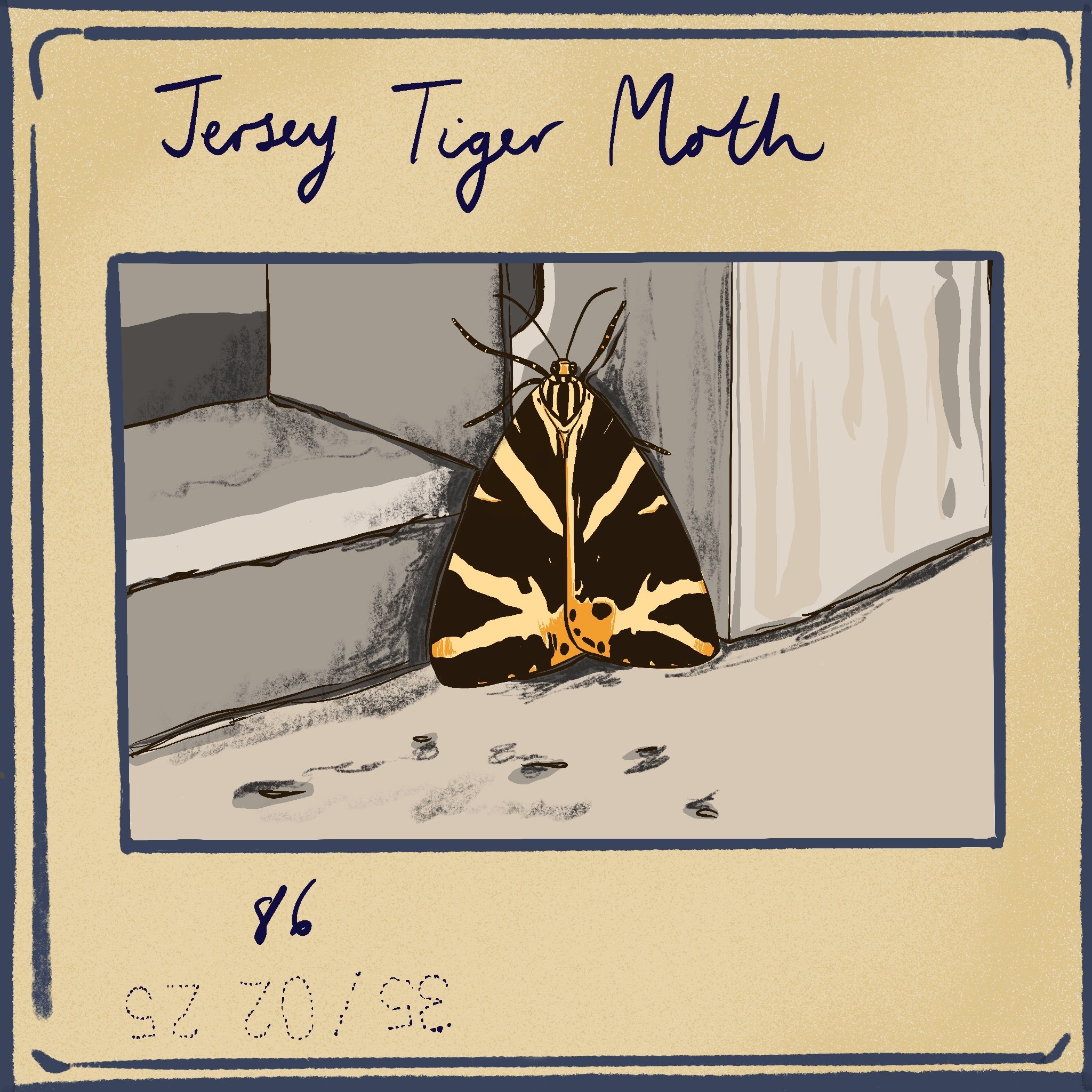 Jersey_Tiger_Moth.jpg