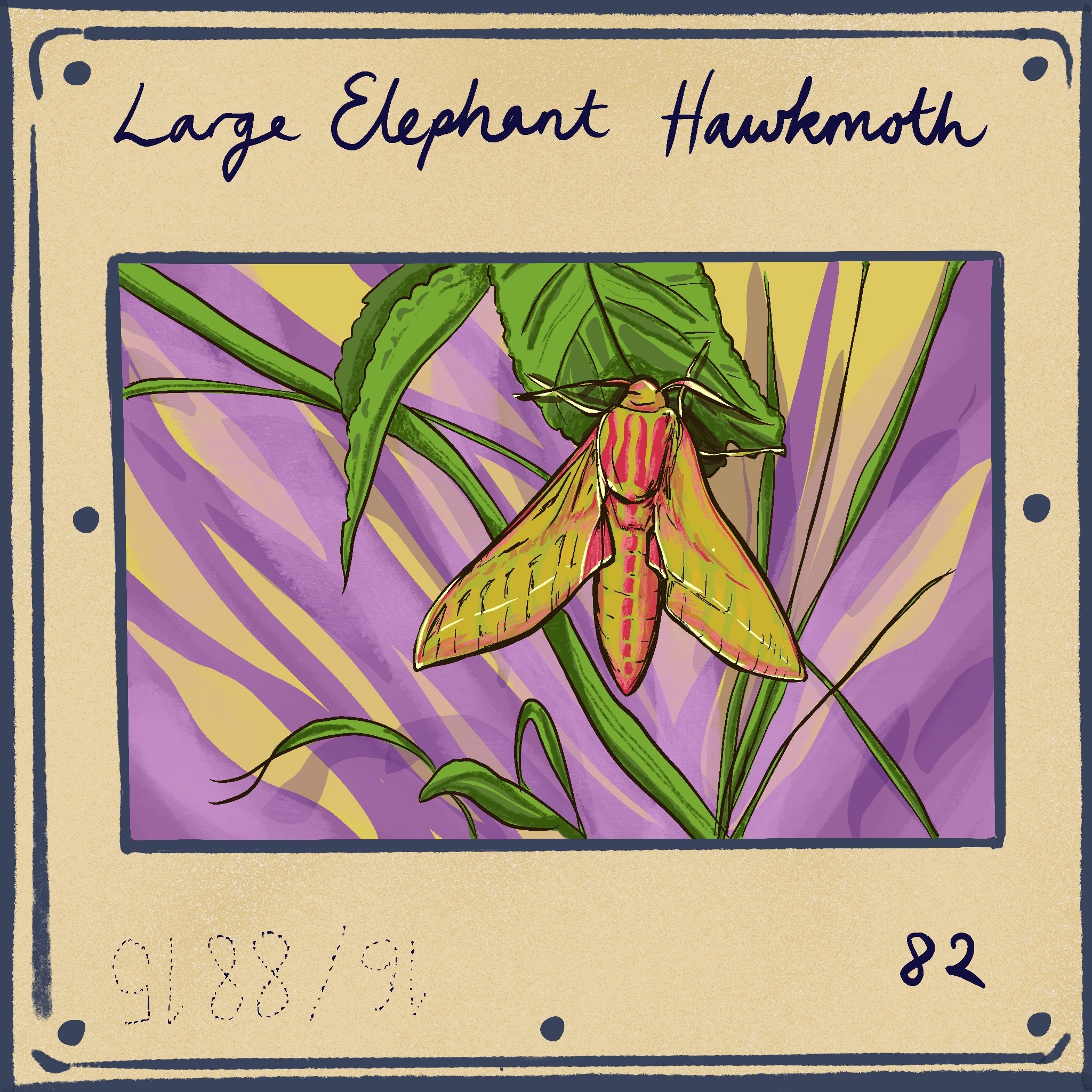 Large_Elephant_Hawkmoth.jpg
