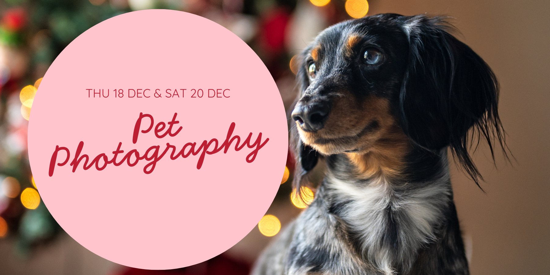 Pet Photography