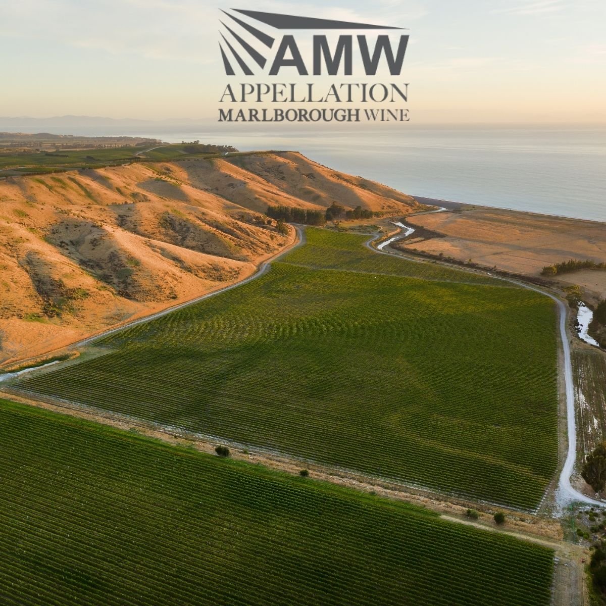 Aerial view of lush green vineyards adjacent to dry, tan-colored hills with the ocean in the background, overlaid with the text 'AMW Appellation Marlborough Wine'.