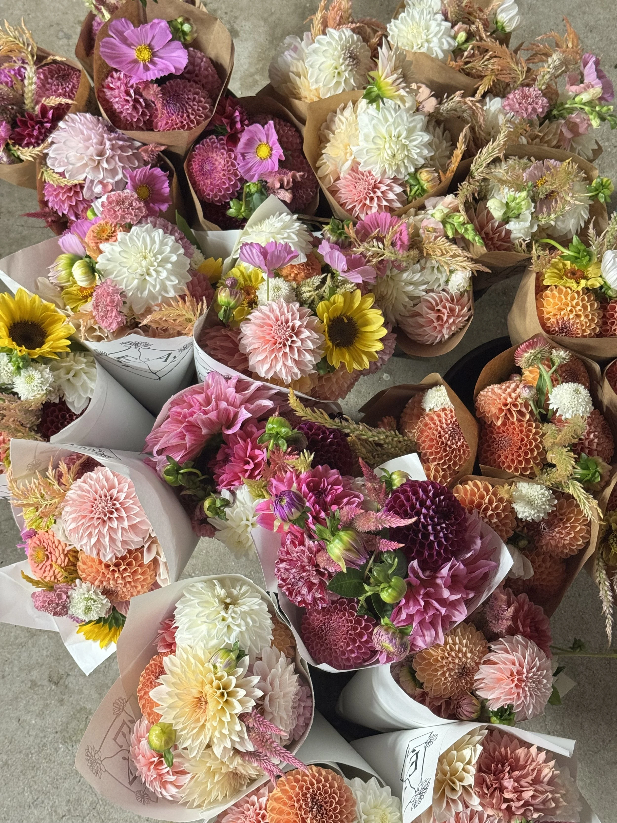 Dahlia Subscription