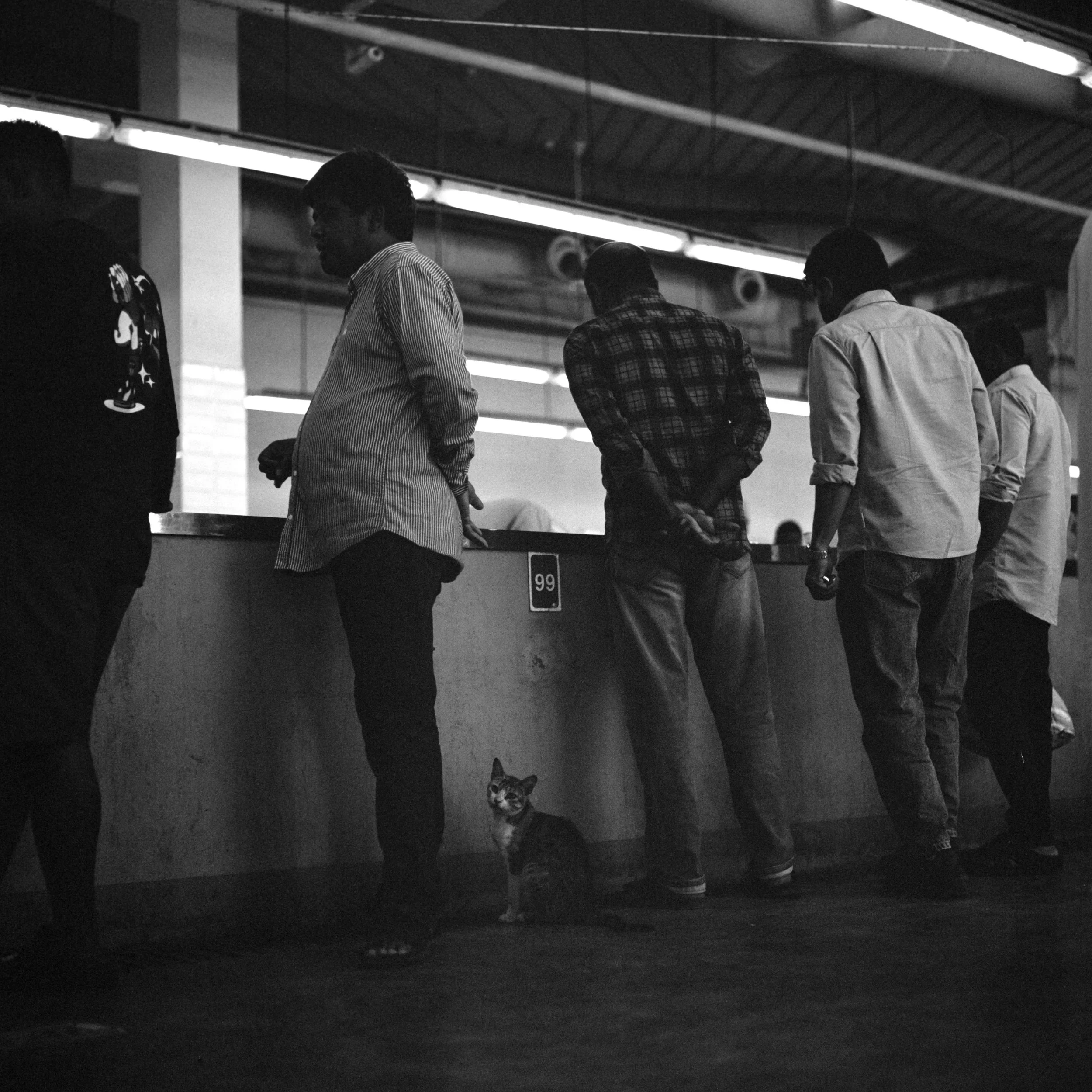 catlabs x film 320 pro