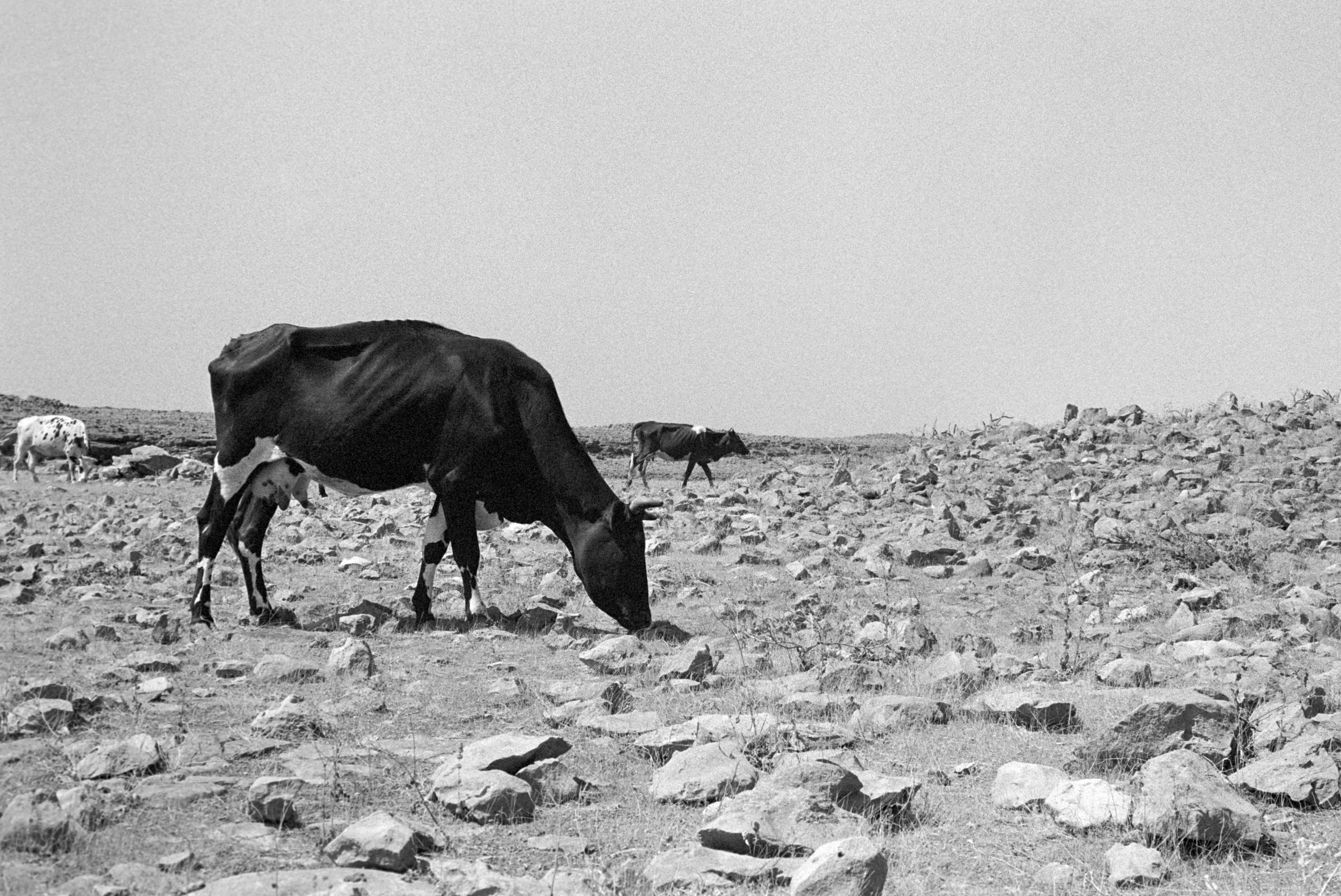 mirbat, dhofar, oman