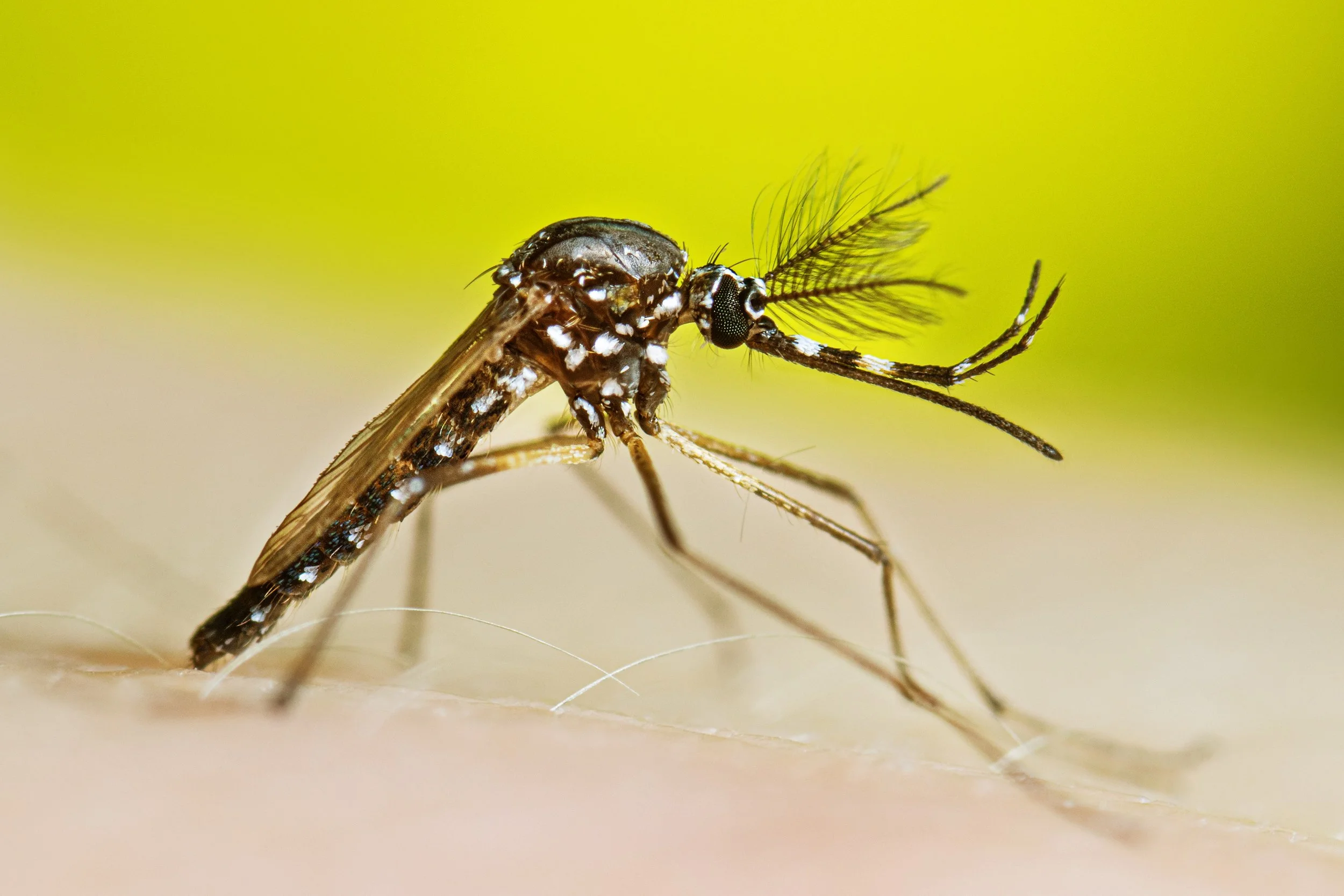 A magnified image of a black and white male, Aedes aegypti mosquito with feathery antennae resting on green vegetation.
