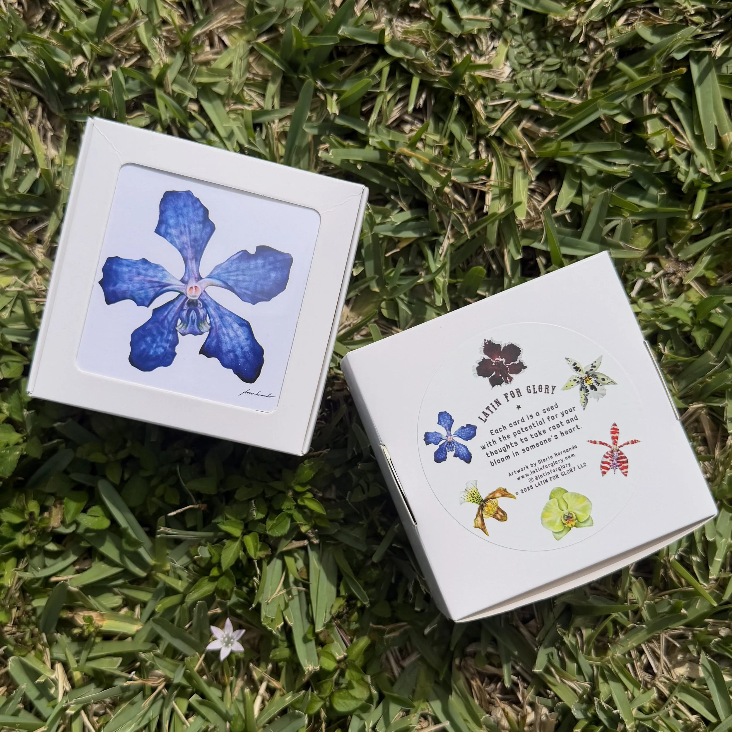 Orchid Notecards by Gloria Hernando.jpg