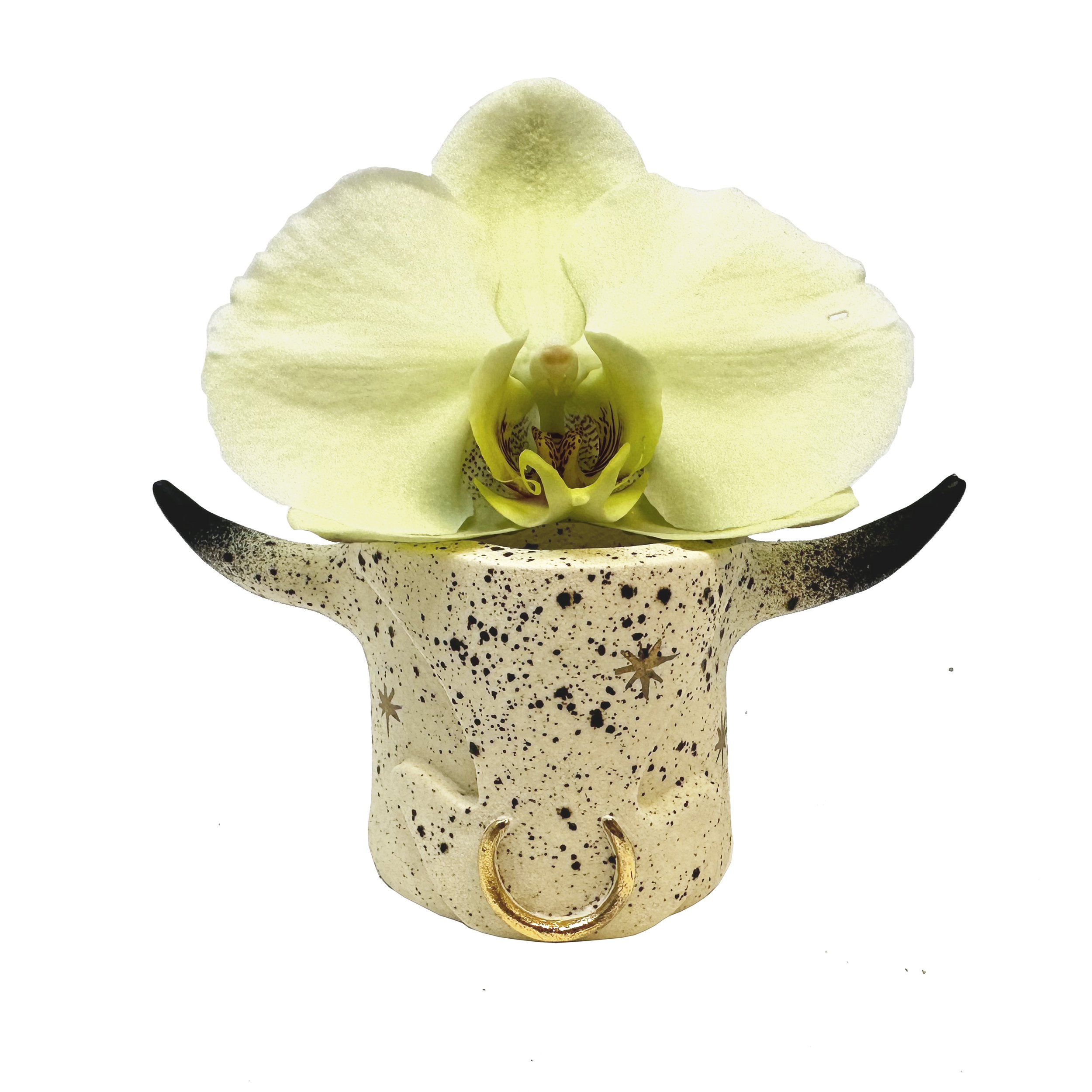 Latin for Glory_Vase Orchid.jpg