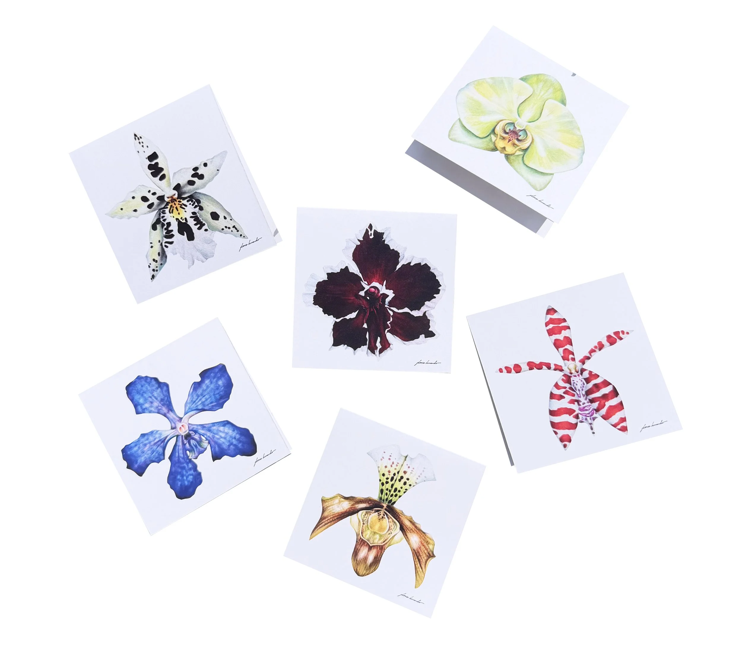 Orchid Notecard Set by Gloria Hernando.jpg