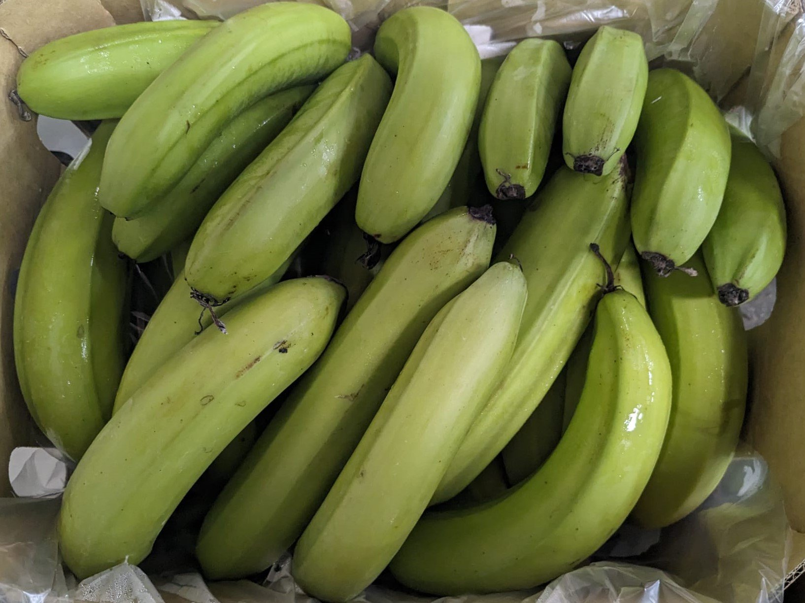 PLANTAIN BANANA - 12kg Net