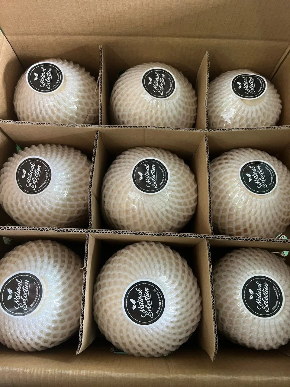 Young Drinking Coconut - 9 count