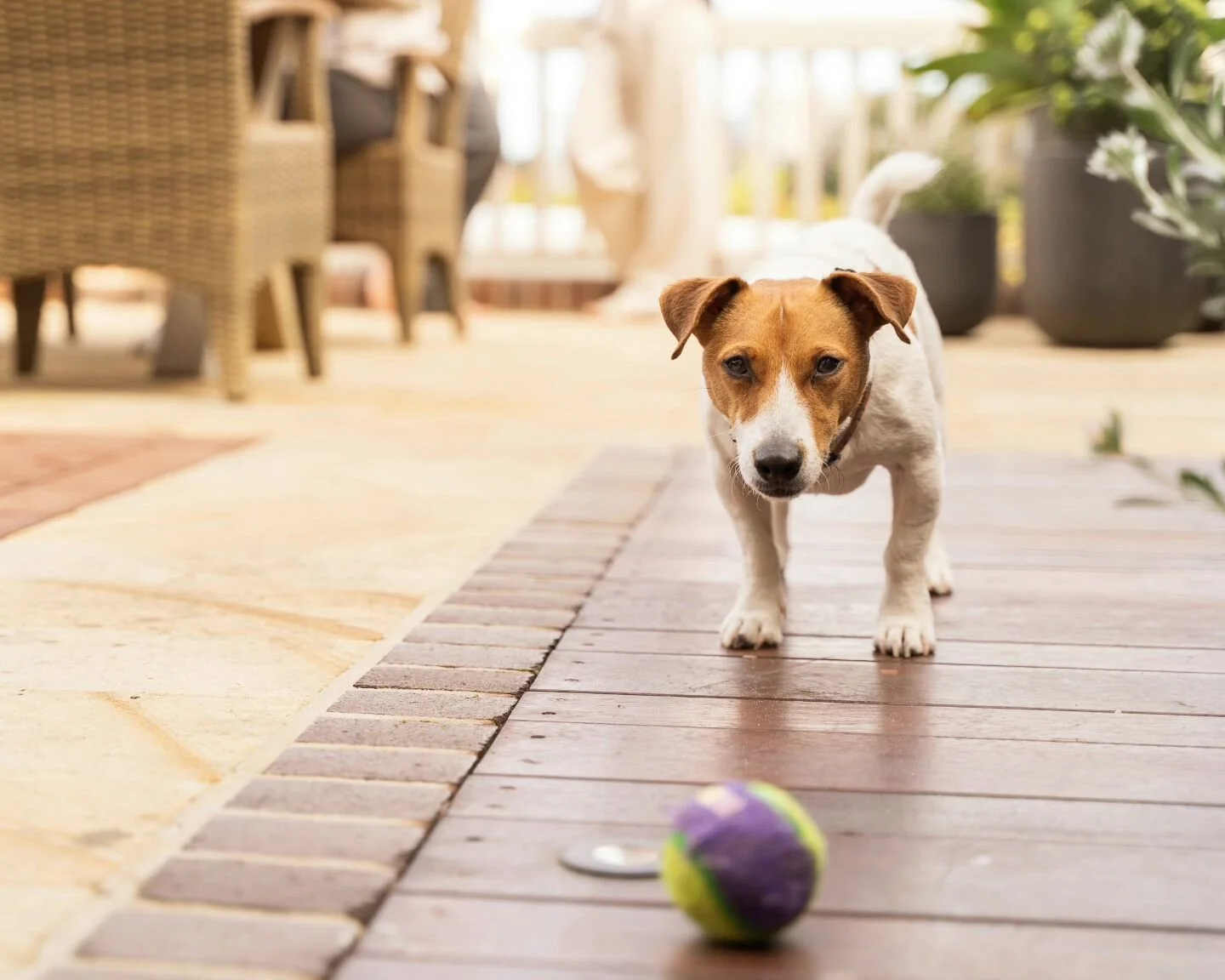 When a good boi interrupts your shoot, you just snap him instead. He made a handsome little model!
.
.
.
#goodboi #jackrussell #dogphotography #lifestyleshoot #portraitphotography #sydneyphotographer #dogmodel #puppiesofinstagram #fetch #portraitshoo