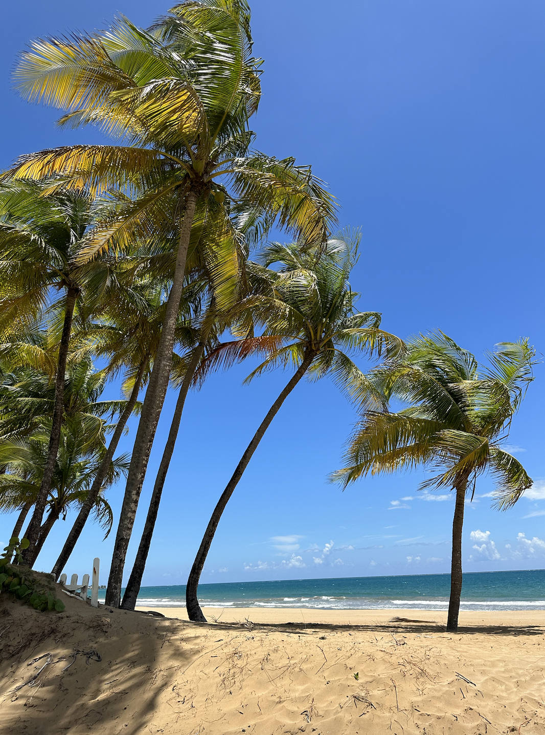 Screen Shot 2023-07-18 at 11.22.32 AM.png