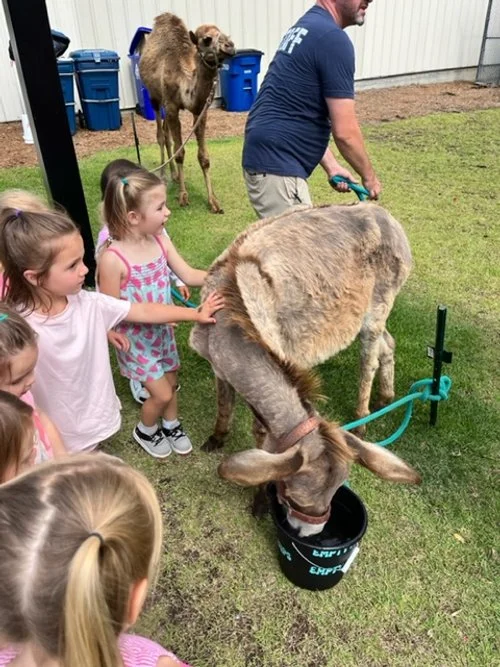 Children petting a donkey that is drinking from a bucket, with a camel and man holding the camel in the background