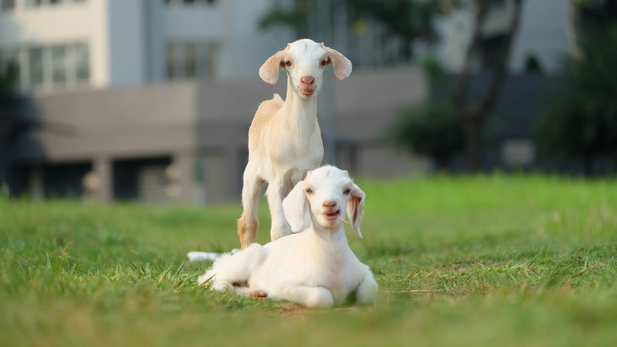 Young goats resting on a green lawn ready for brush clearing work in Monroe WA
