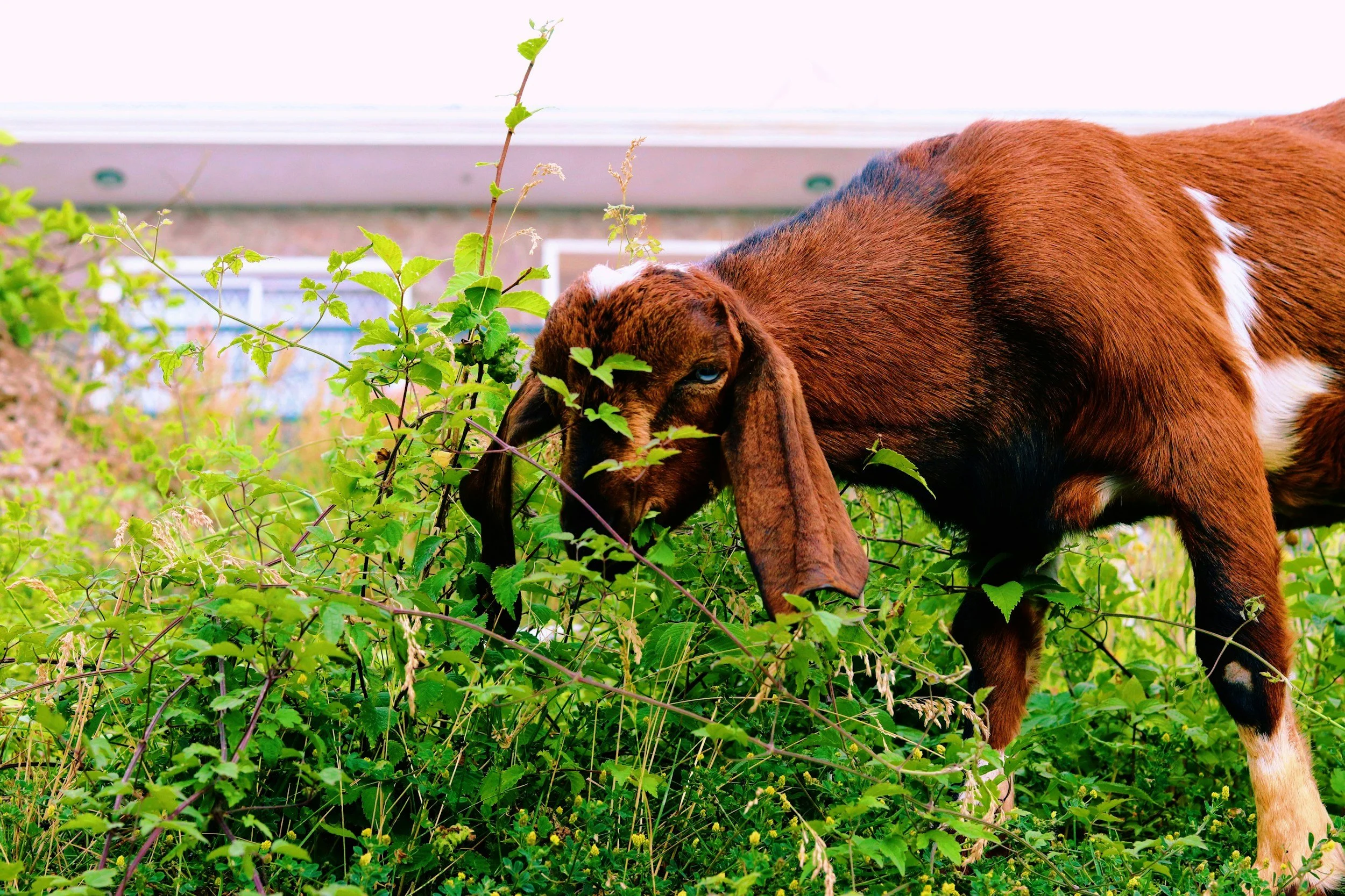 Goat eating invasive blackberry and ivy plants for natural brush clearing in Washington State