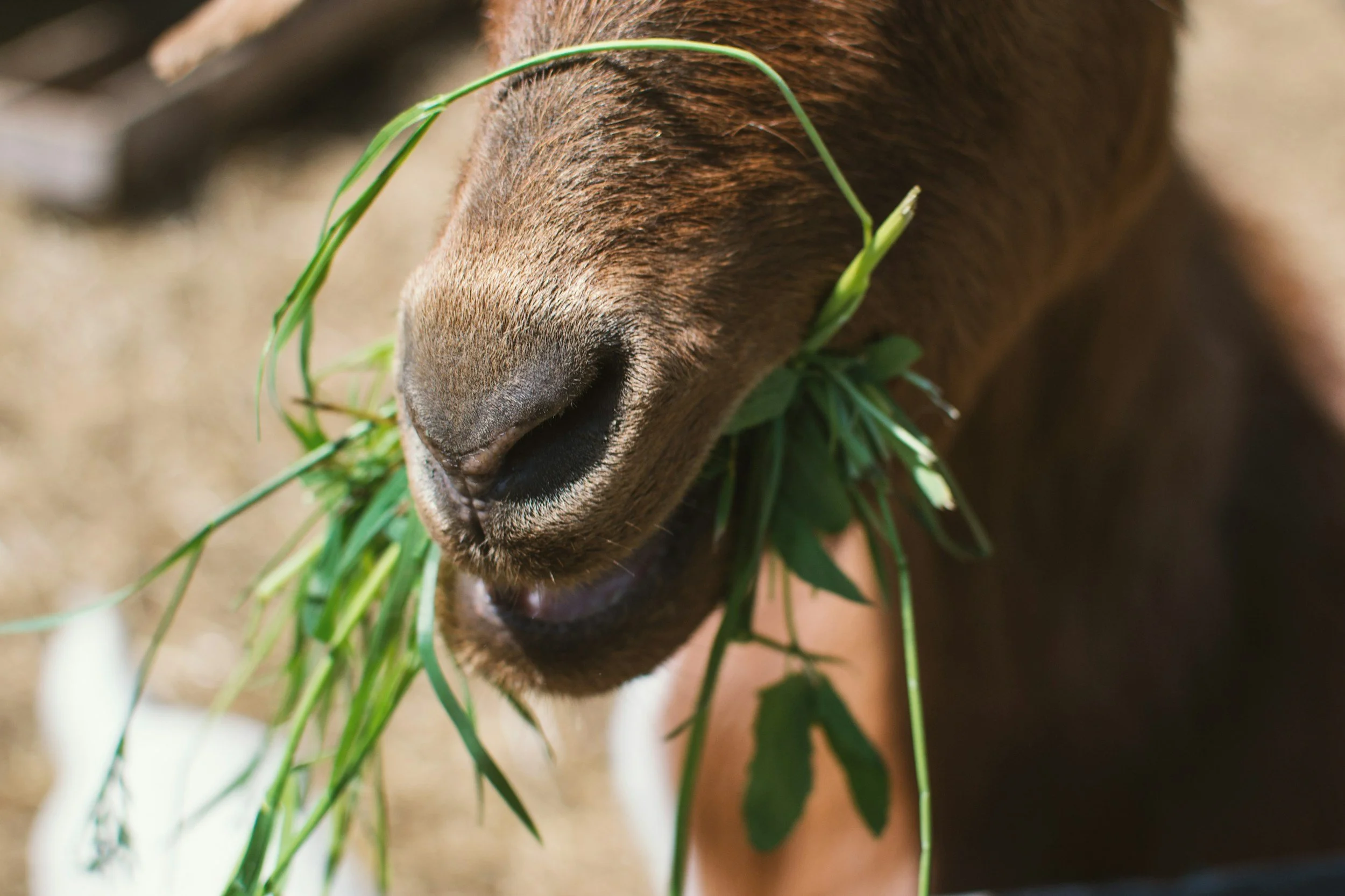 Goat Grazing vs. Herbicides: Comparing Your Brush Clearing Options