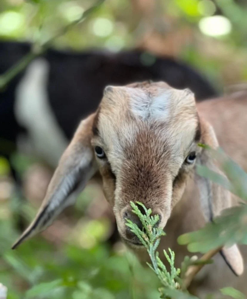 Goat browsing on vegetation showing natural foraging behavior for brush clearing