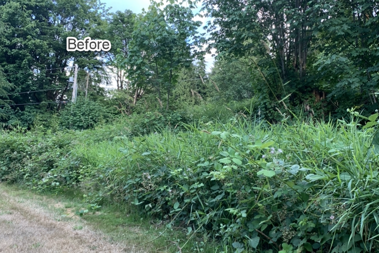 Evergreen Goats Goat Rental for Brush Clearing