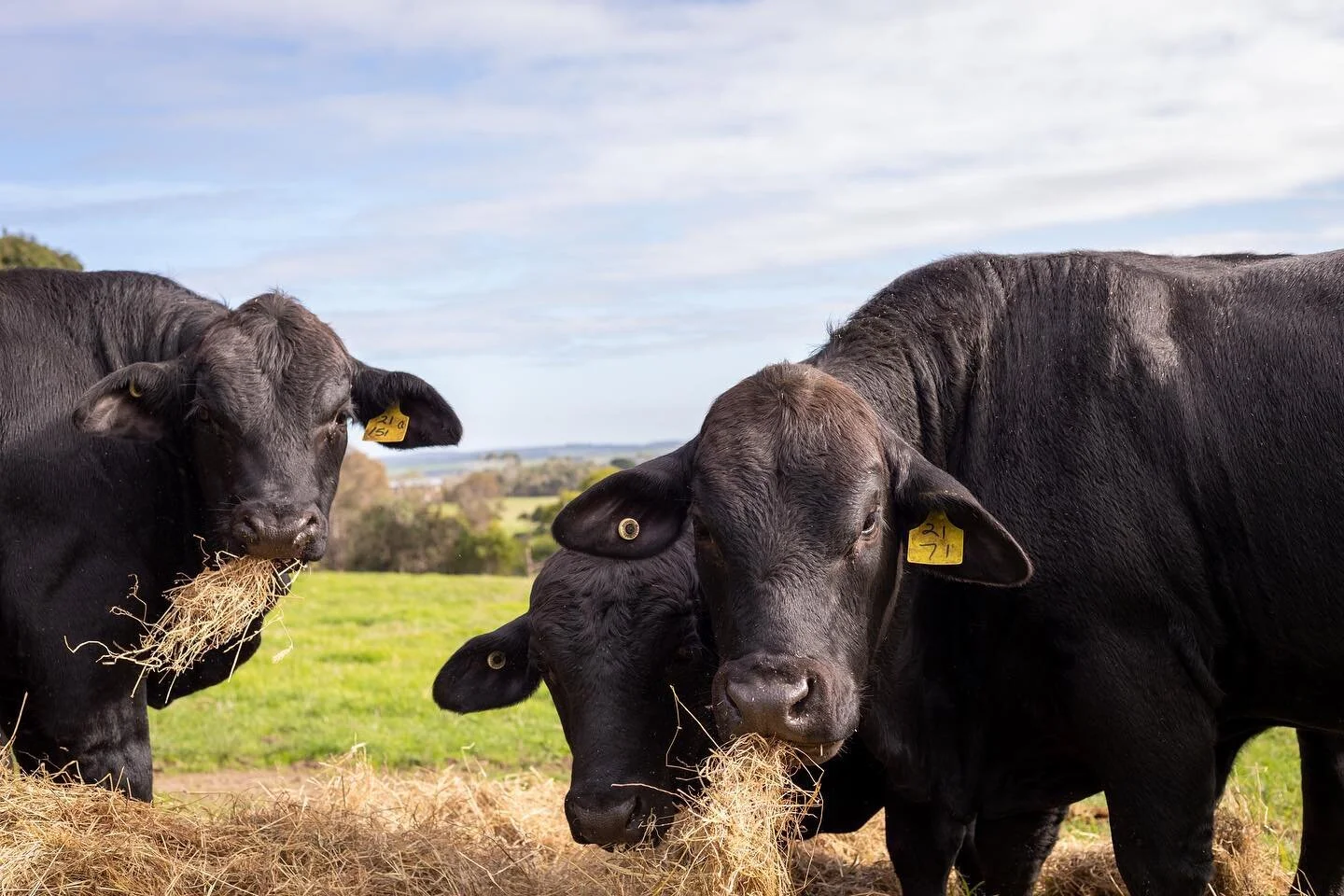 Welcome to Kimberley Downs Brangus! We are a family owned & operated business with a long history dedicated to breeding exceptional quality black Brangus beef cattle in Victoria, Australia. Follow our journey here, or head to our website to disco