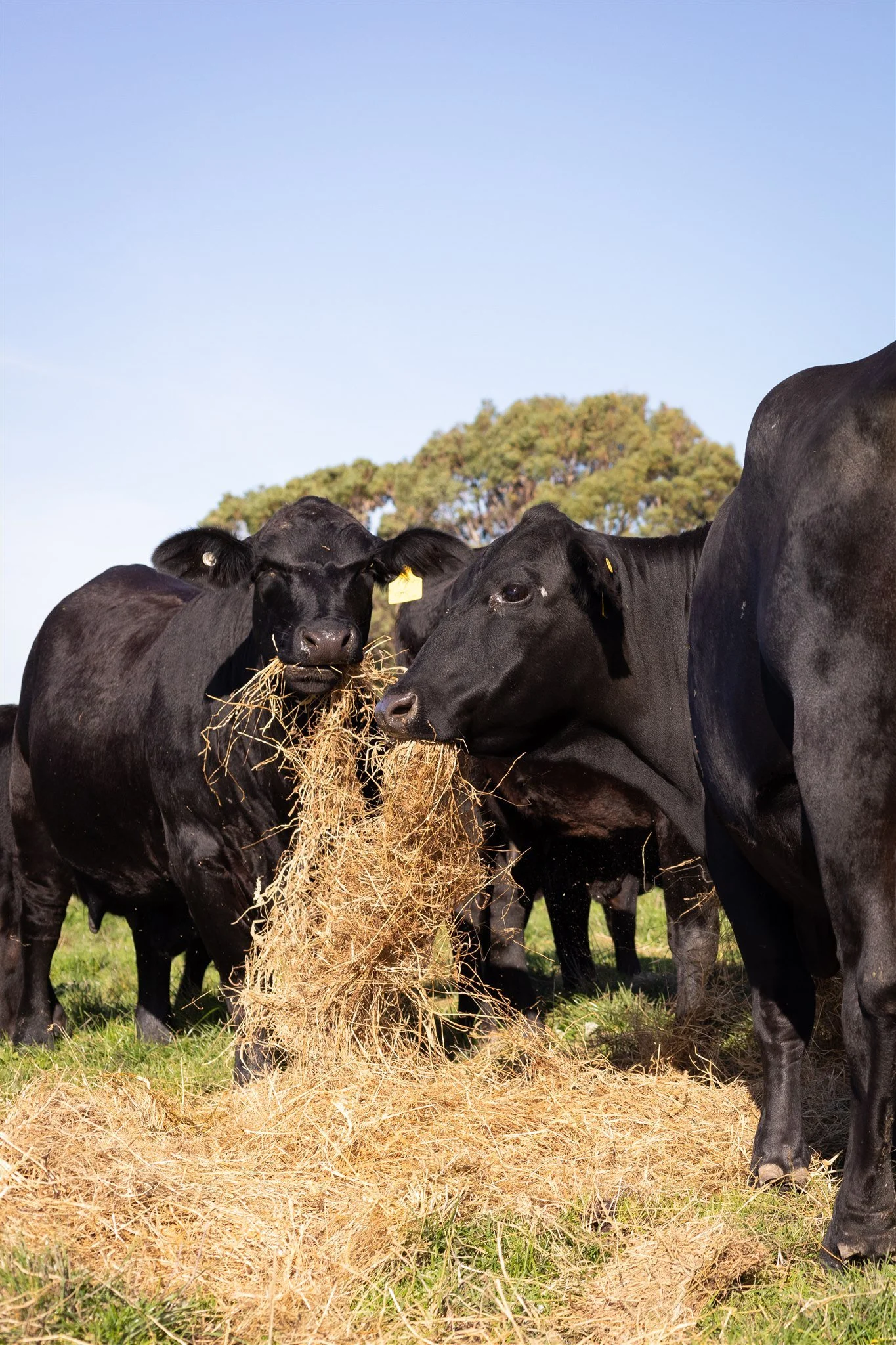 Kimberley Downs Heifers