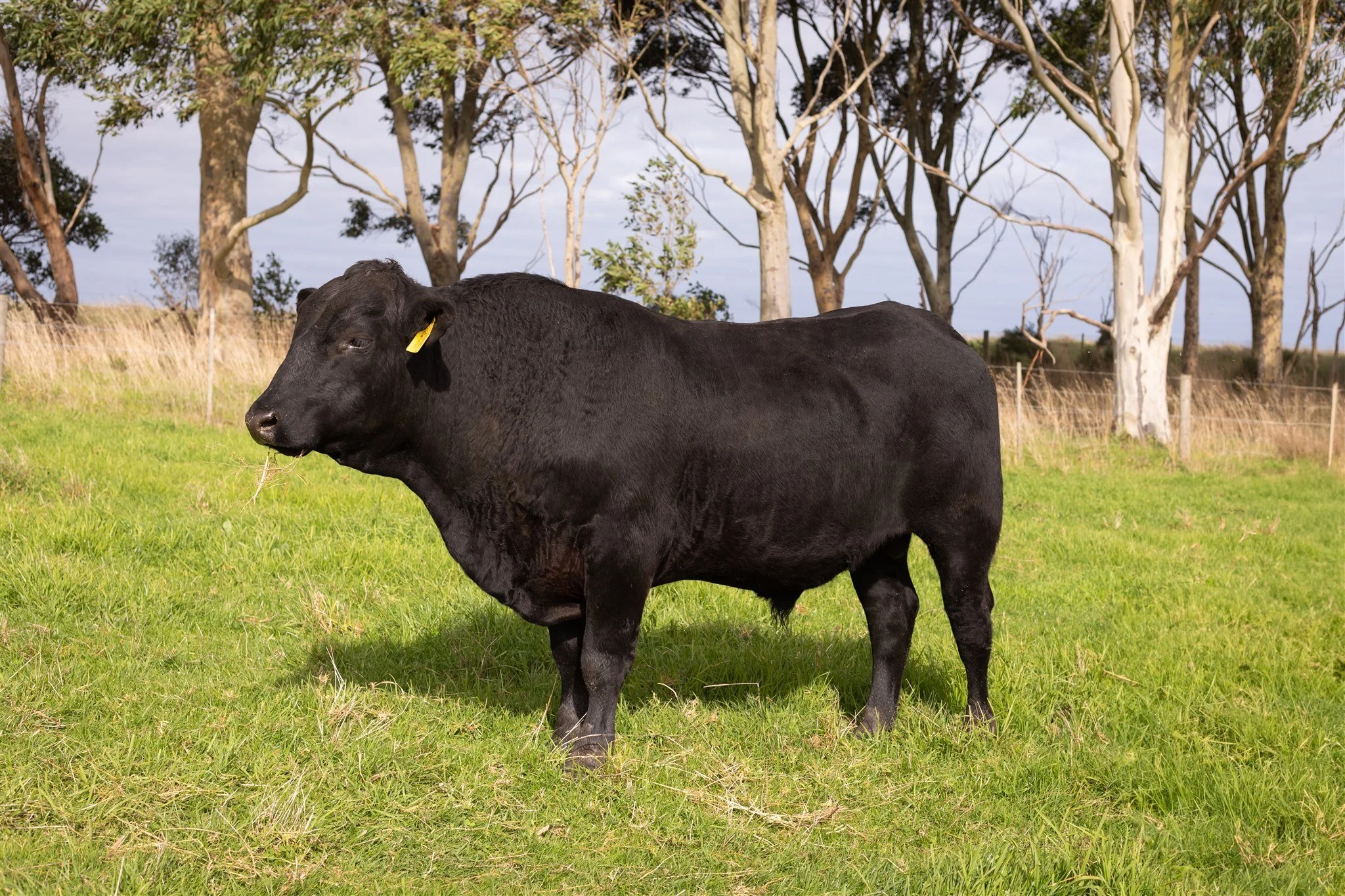 Kimberley Downs Steer