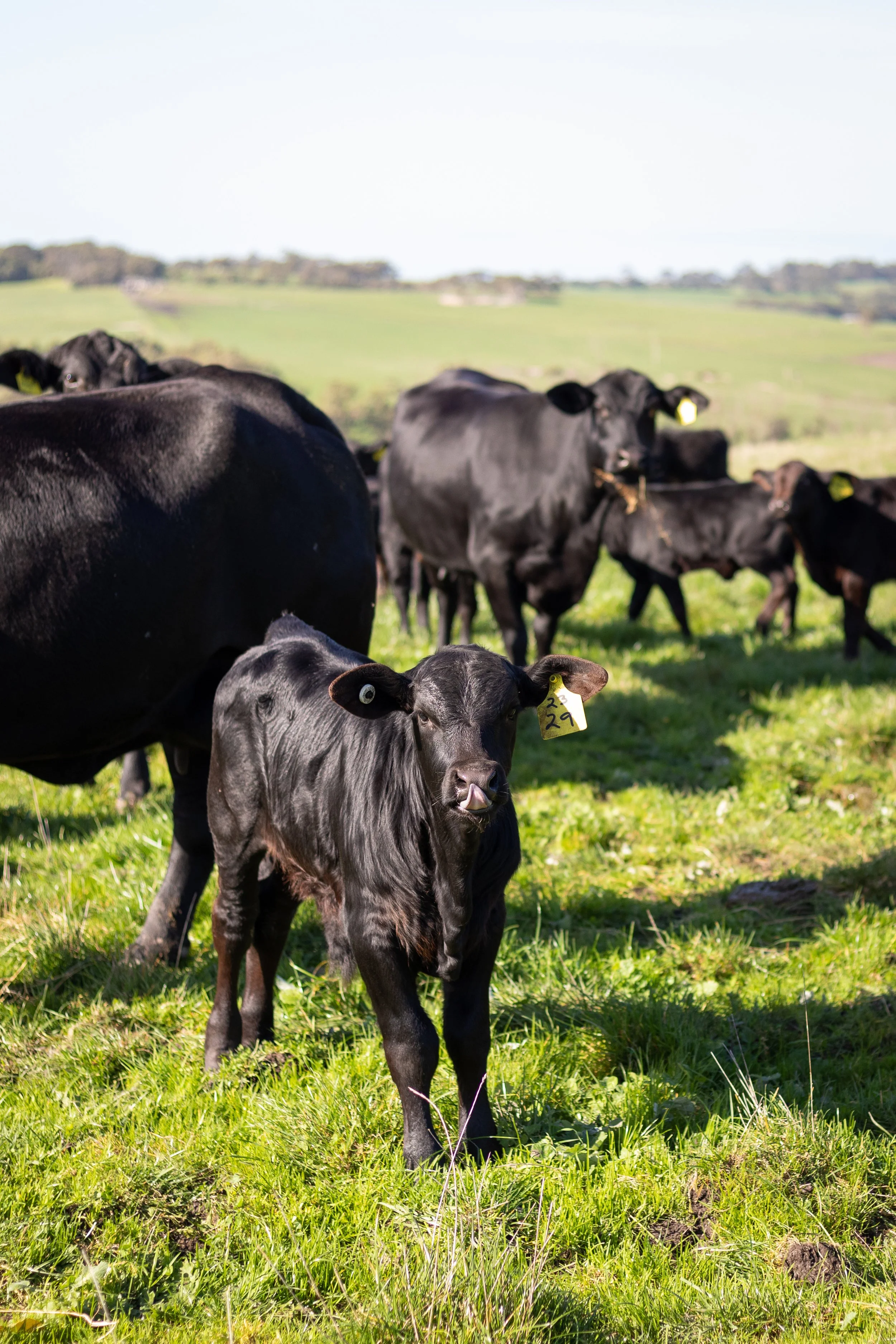 Kimberley Downs Calf