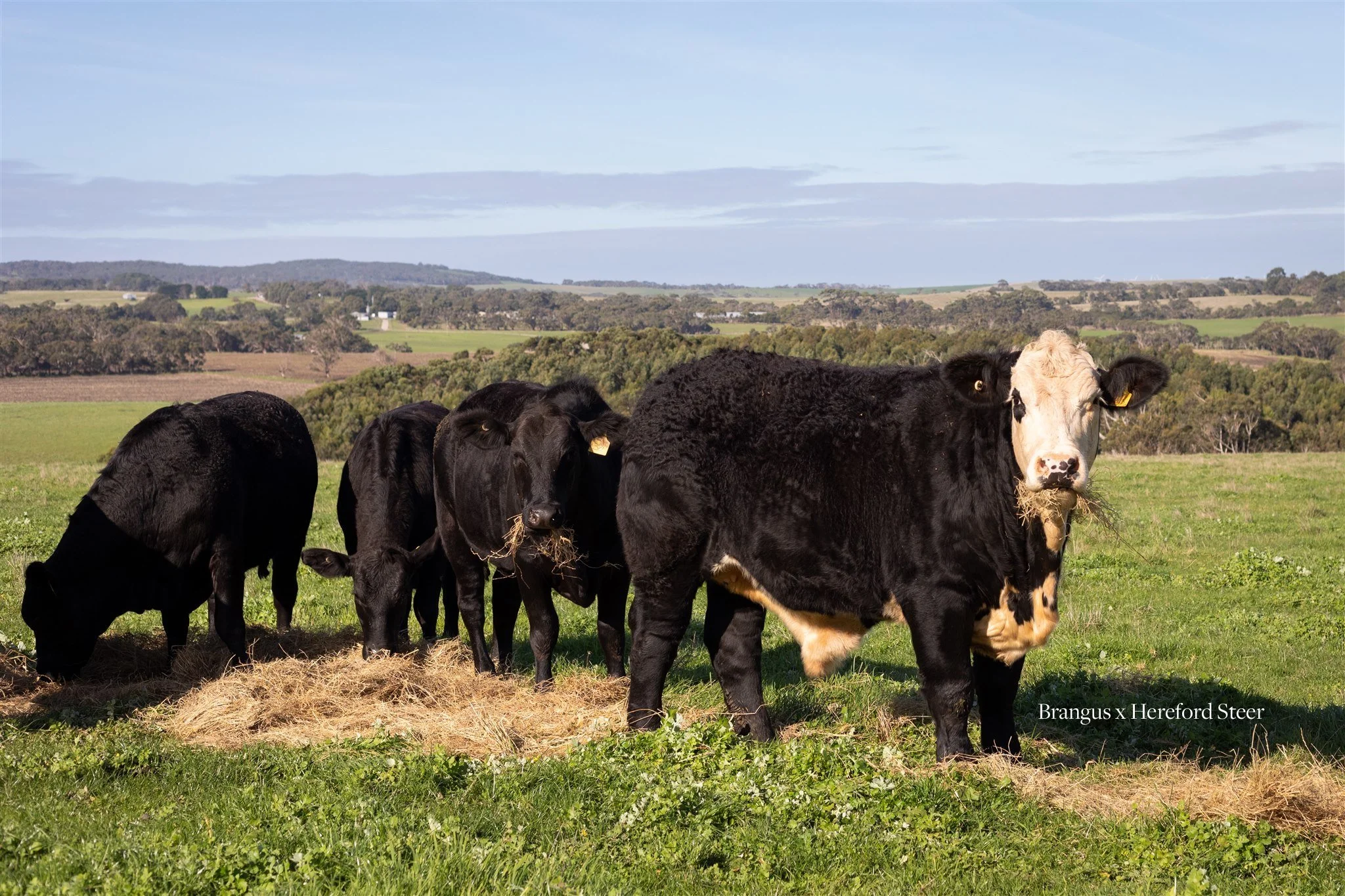 Kimberley Downs Brangus x Hereford Steer