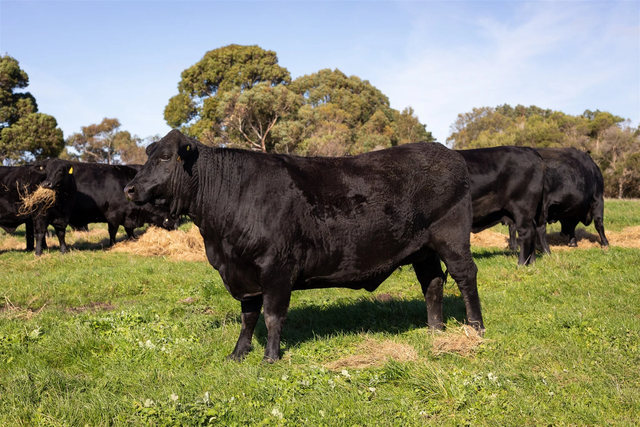 Kimberley Downs Heifer