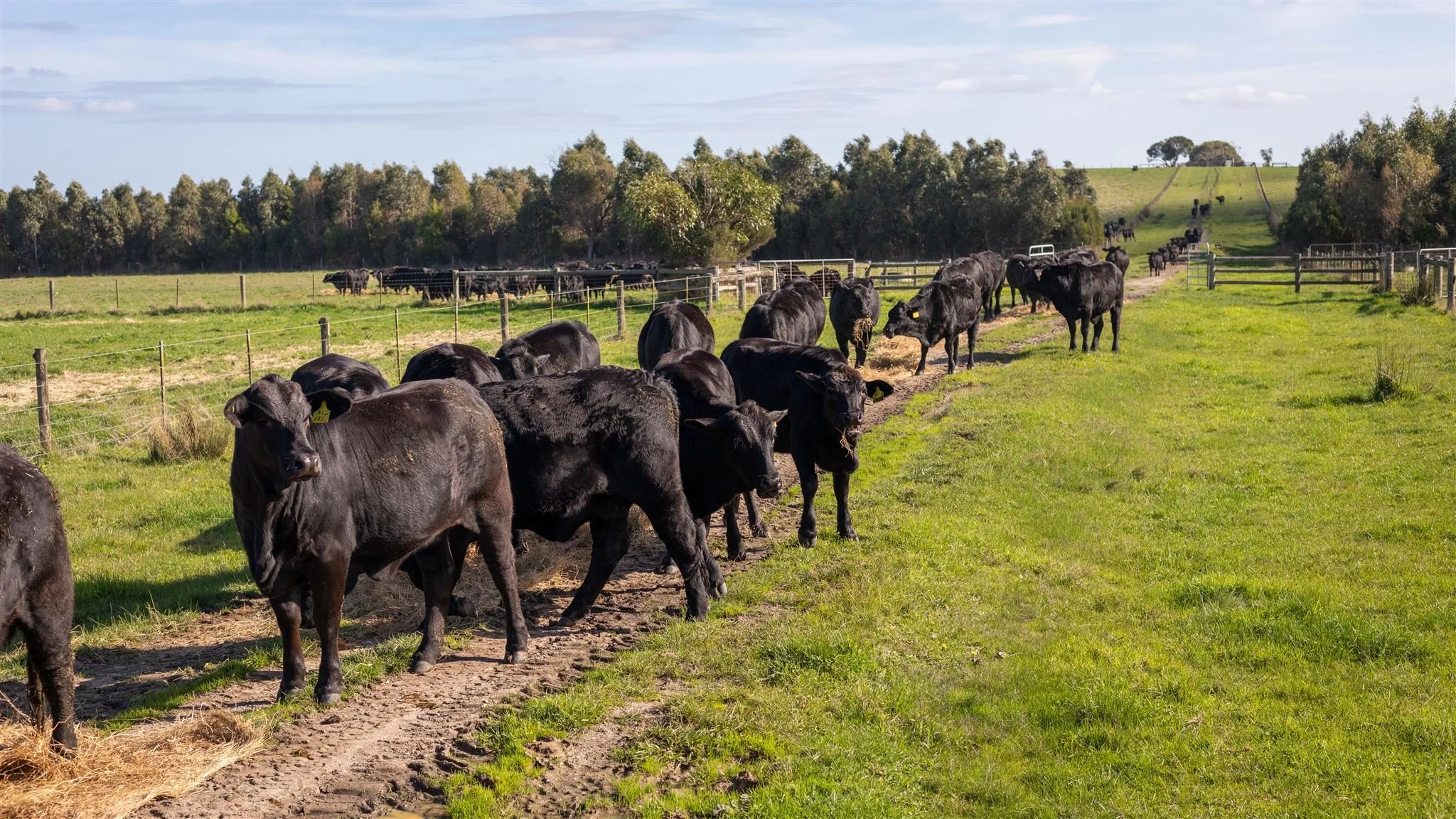 Kimberley Downs Herd
