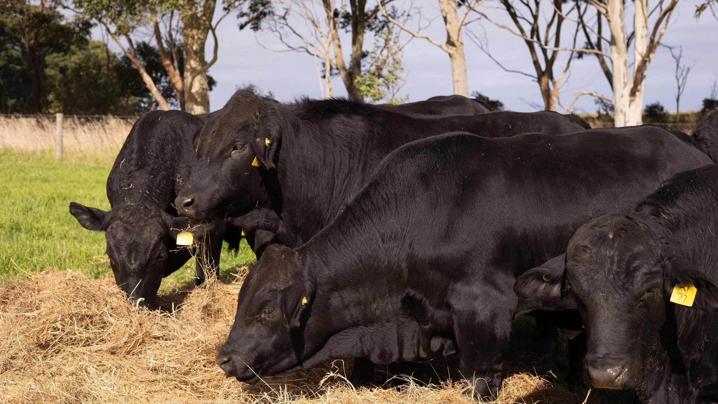 Kimberley Downs Steers