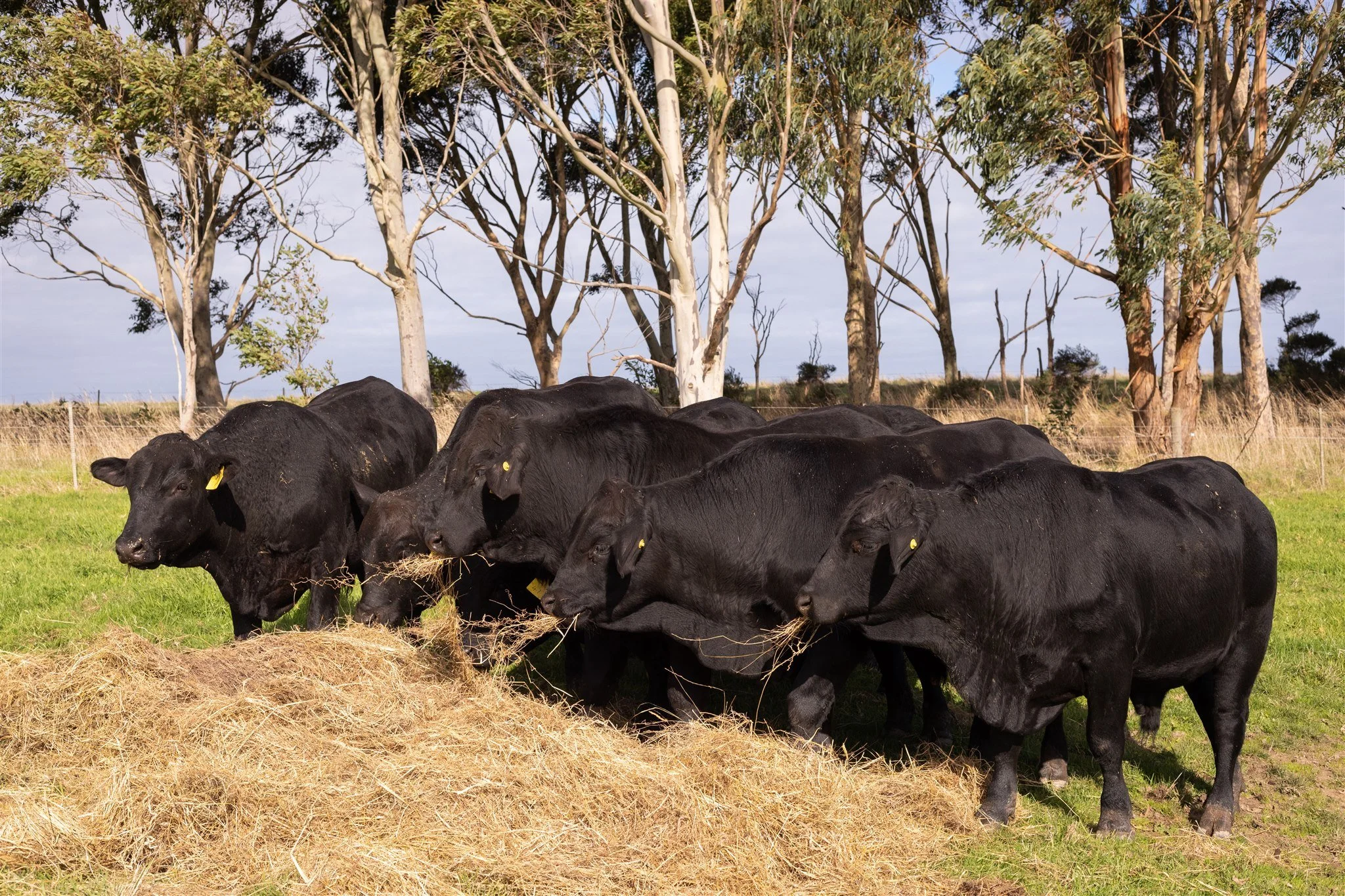 Kimberley Downs Steers