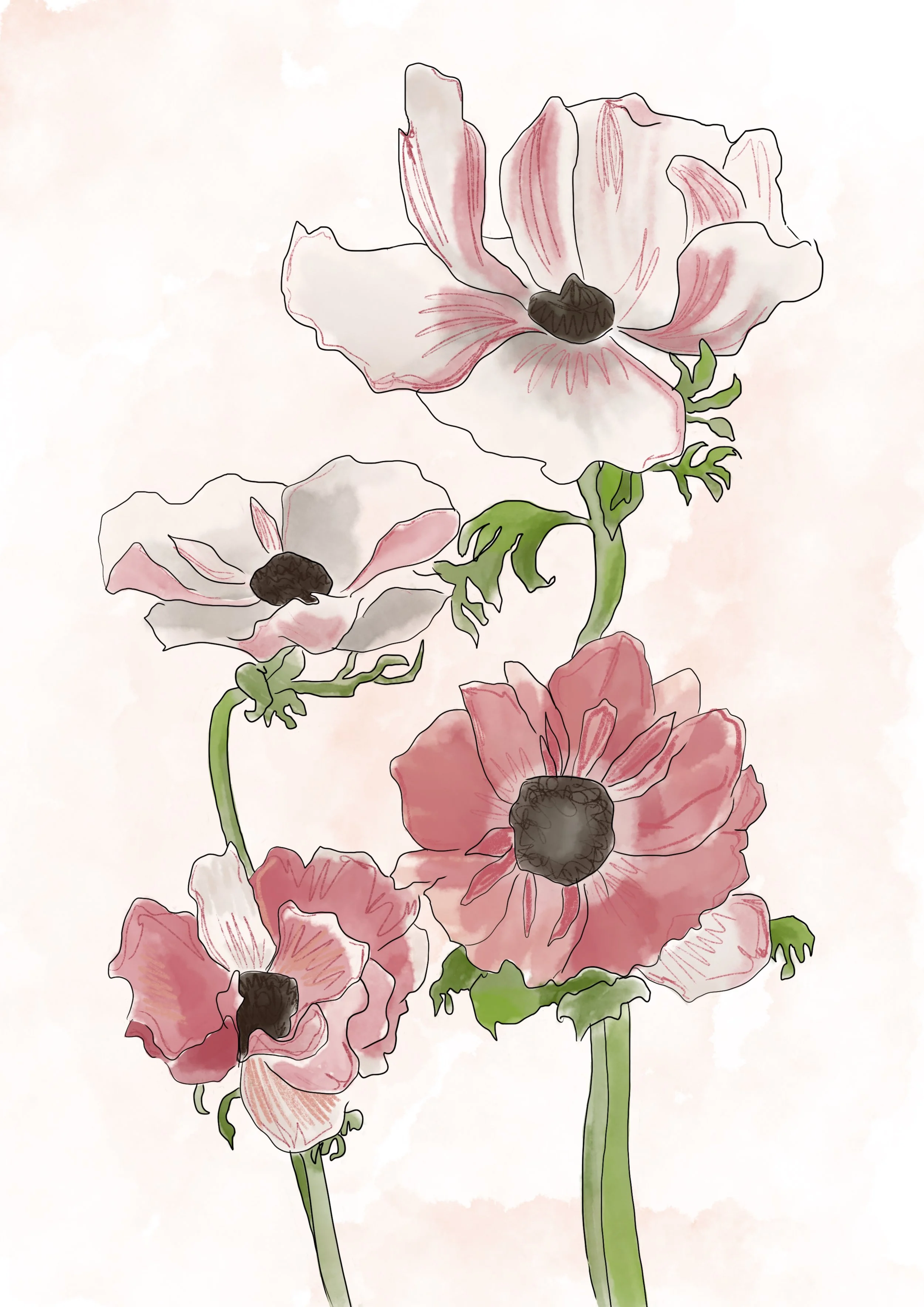 Anemone.jpg