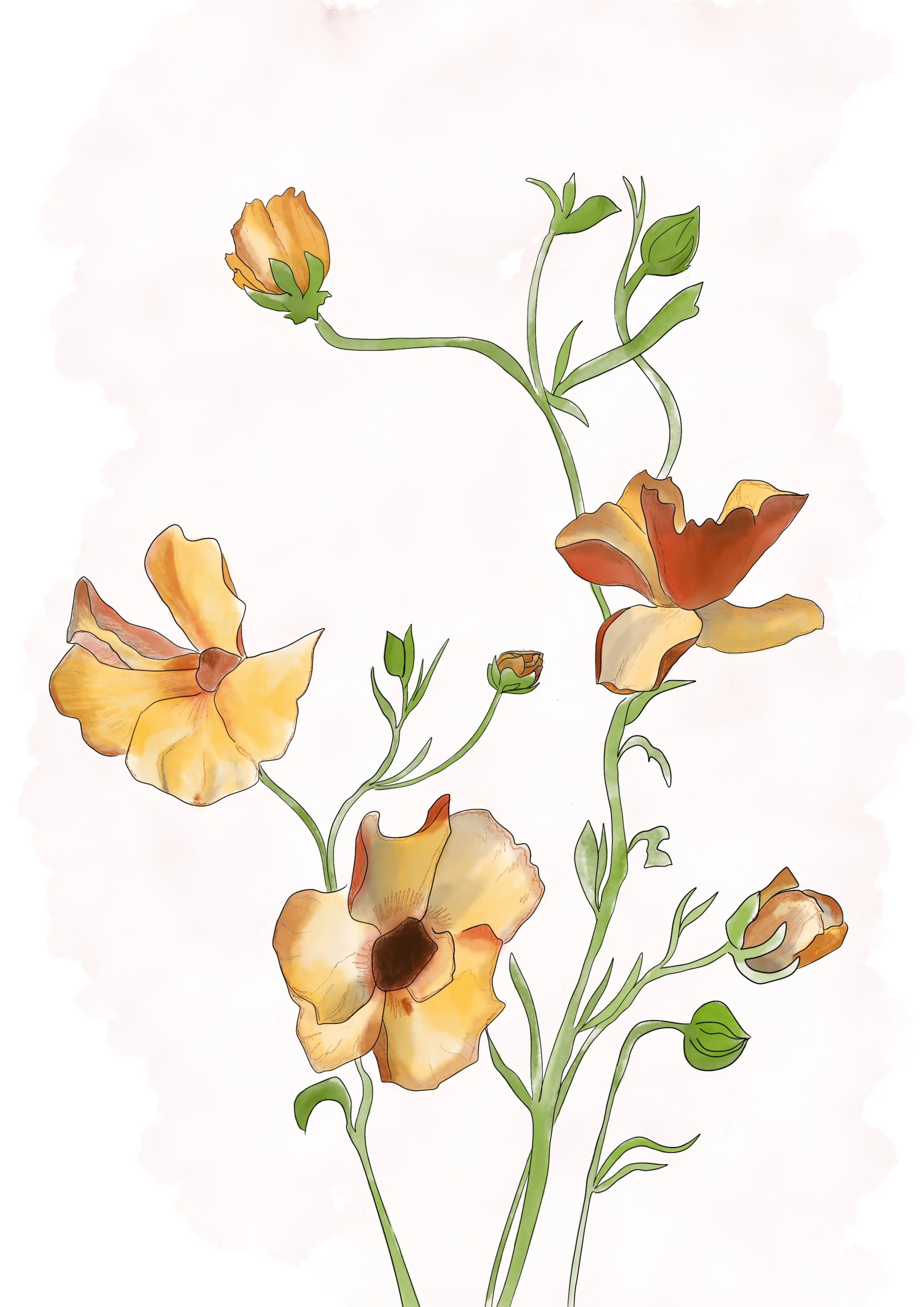 Butterfly Ranunculus_.jpg