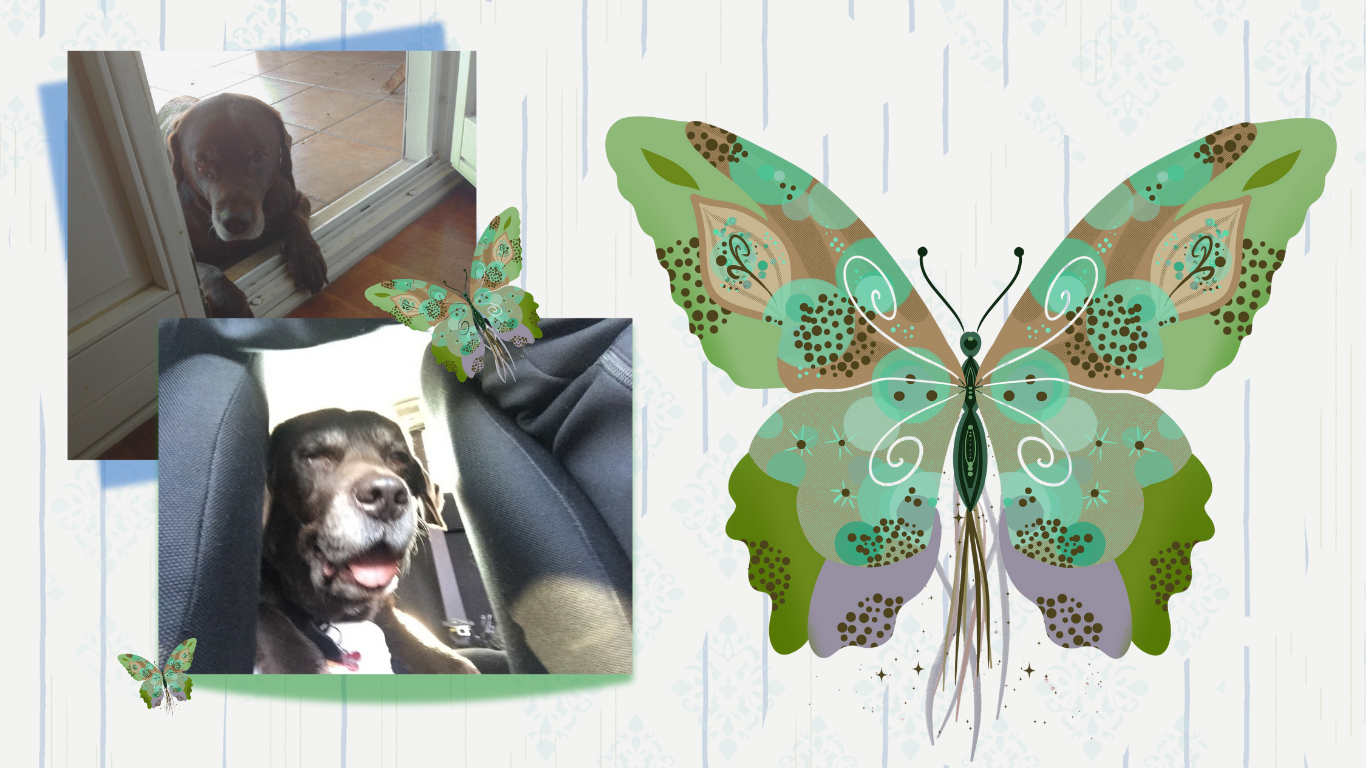 Two photos of dogs with decorative butterfly designs. The top left photo shows a dog looking through a glass door, and the bottom left photo shows a dog with a happy expression sitting inside a vehicle.