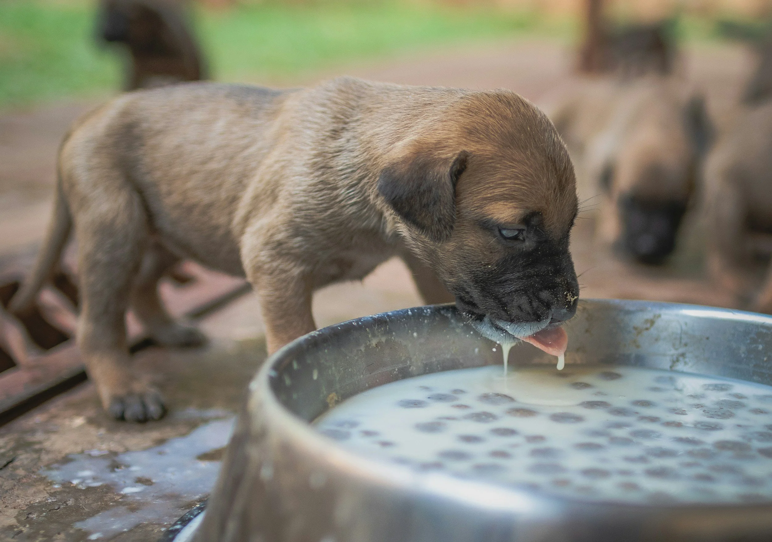 Protein Drink for Dogs: Benefits, Safety, and When to Use One