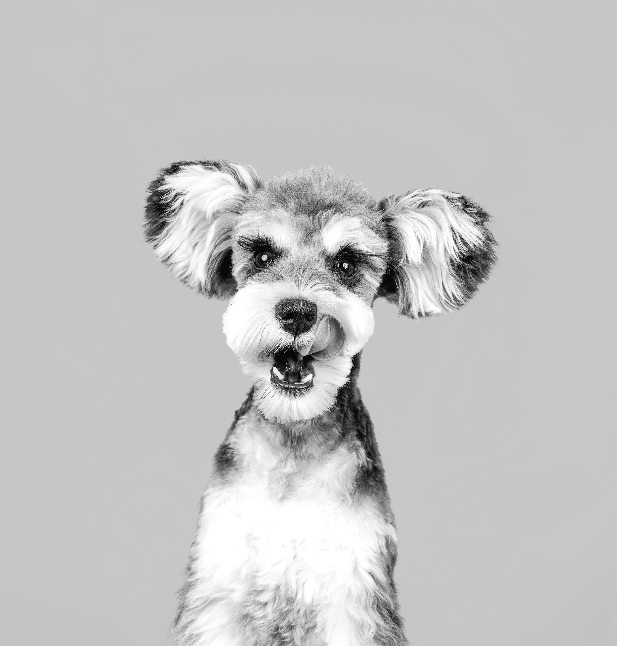 innovet-animal-health