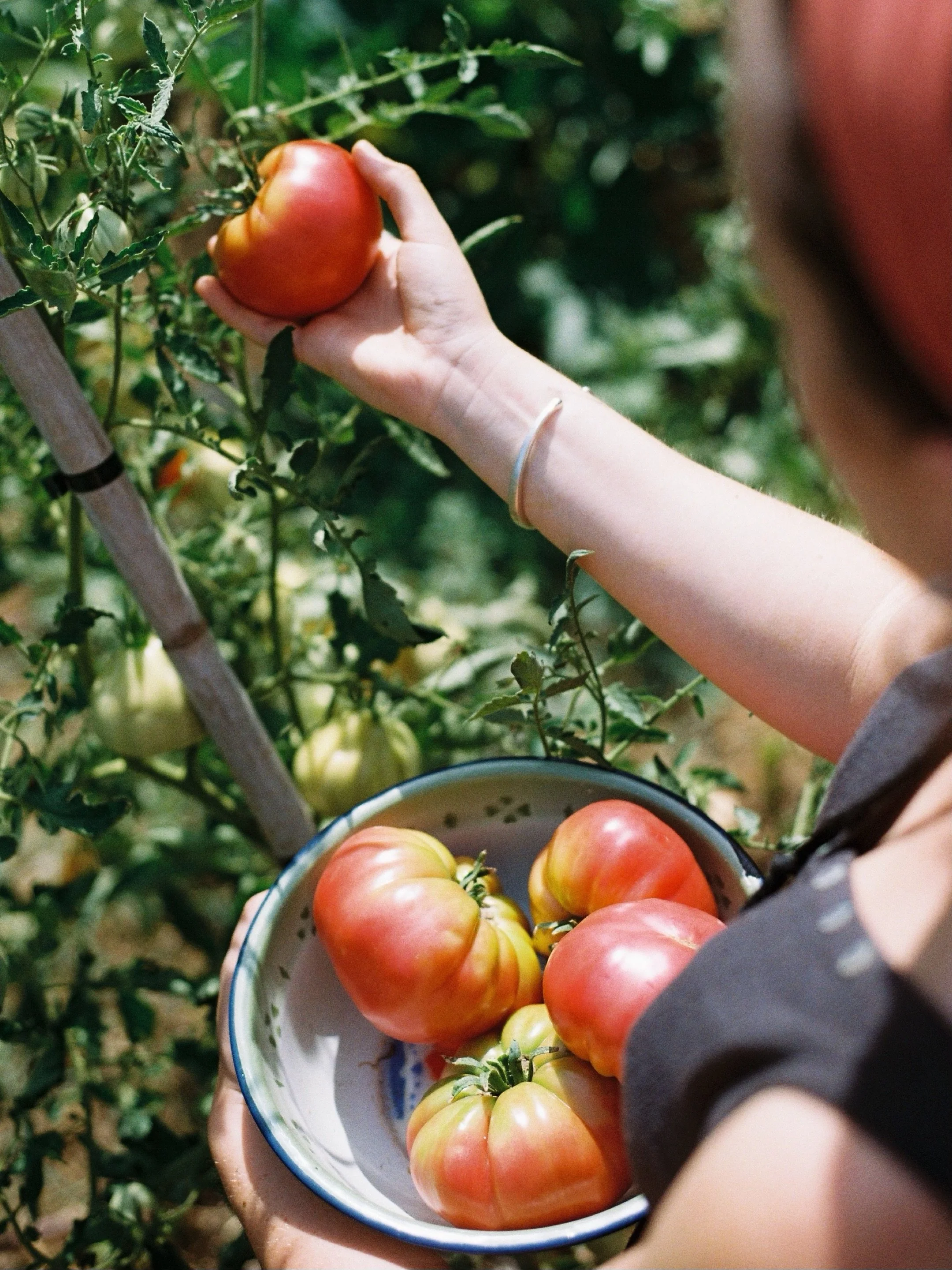 Temps de tom&agrave;quets a @masmascaro i @masobert 🍅👩🏻&zwj;🌾

Fotos amb la @clara___s.clasen 📸🎞️

#35mm #filmphotography #nikon