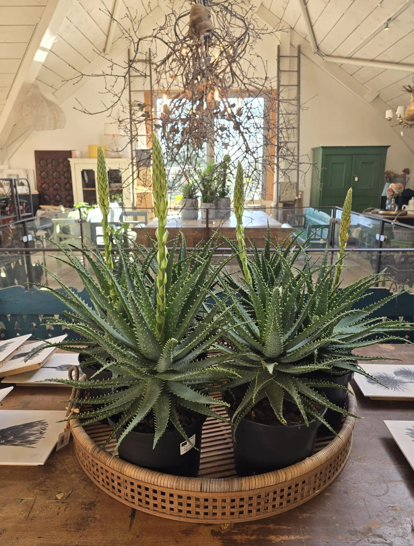 WhatsApp Image 2024-03-05 at 14.44.16.jpeg