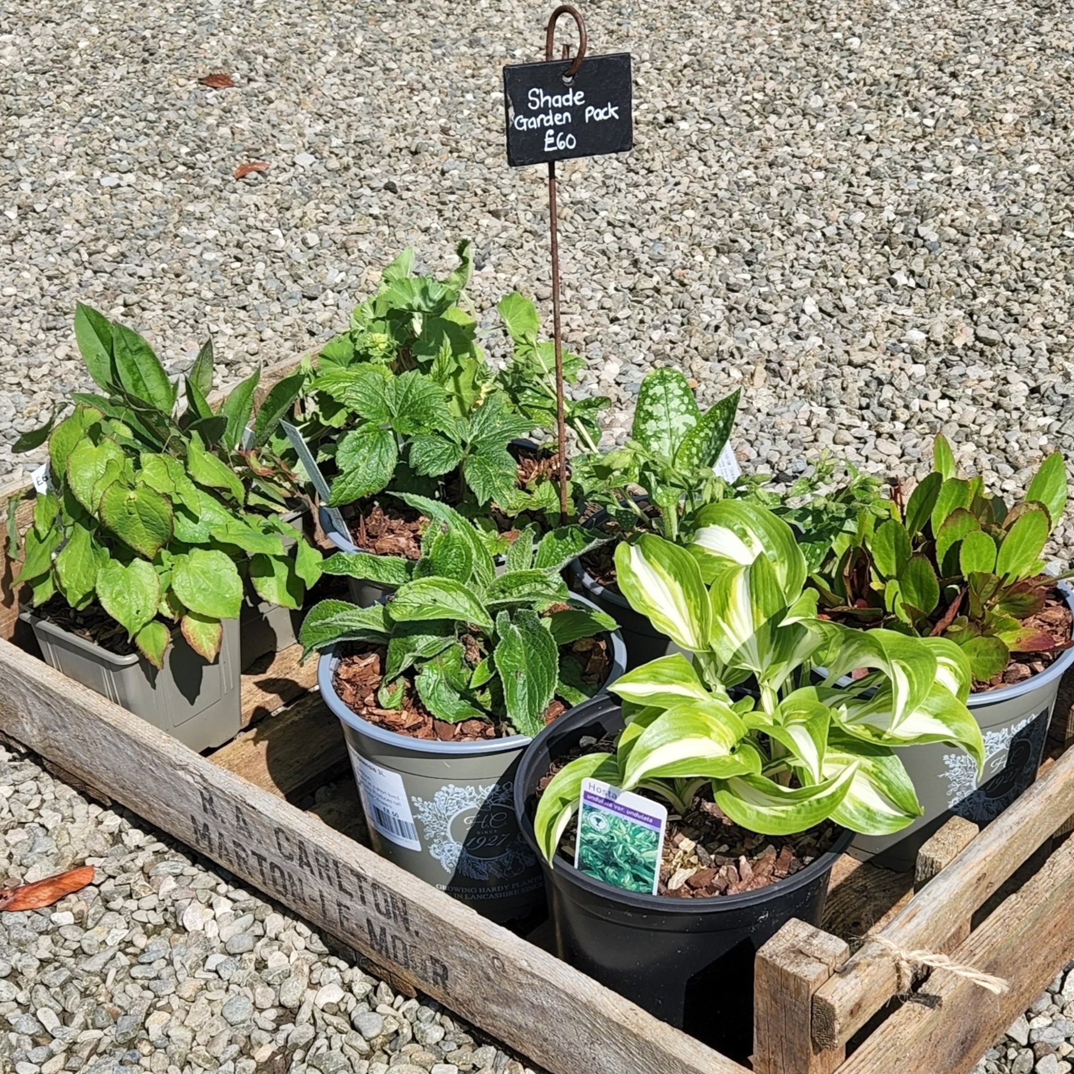 shade%252Bgarden.jpg
