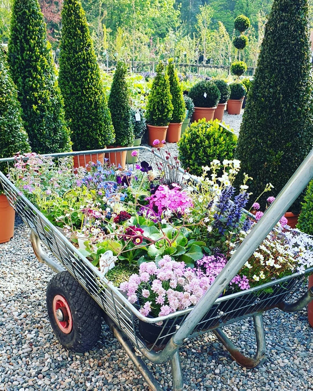 trolley of alpines.jpg