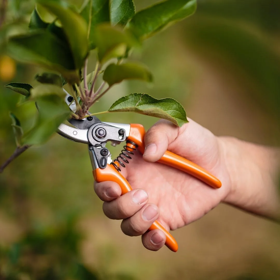 prune shrub.jpg