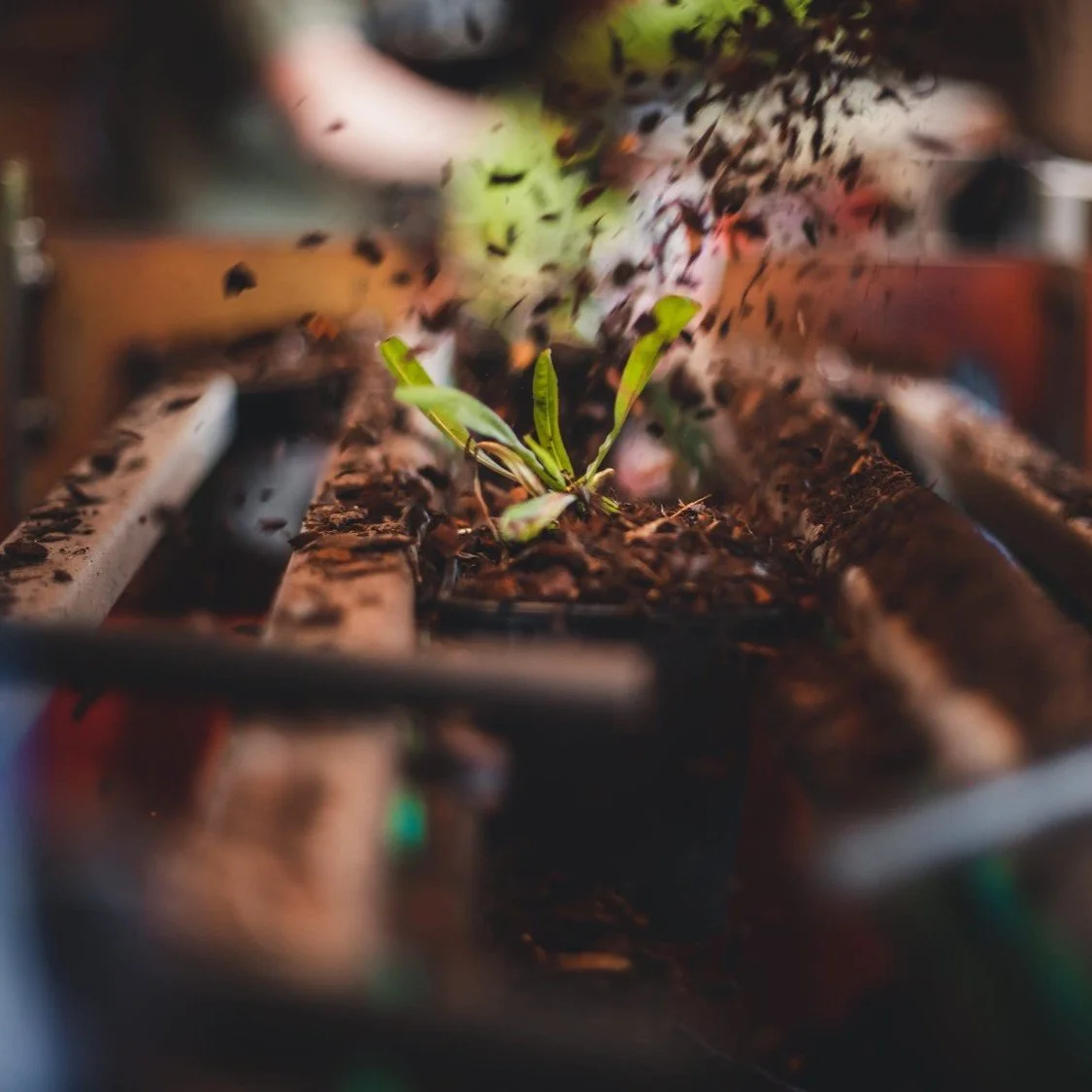 Behind-the-scenes of Holden Clough…Our Growing Process