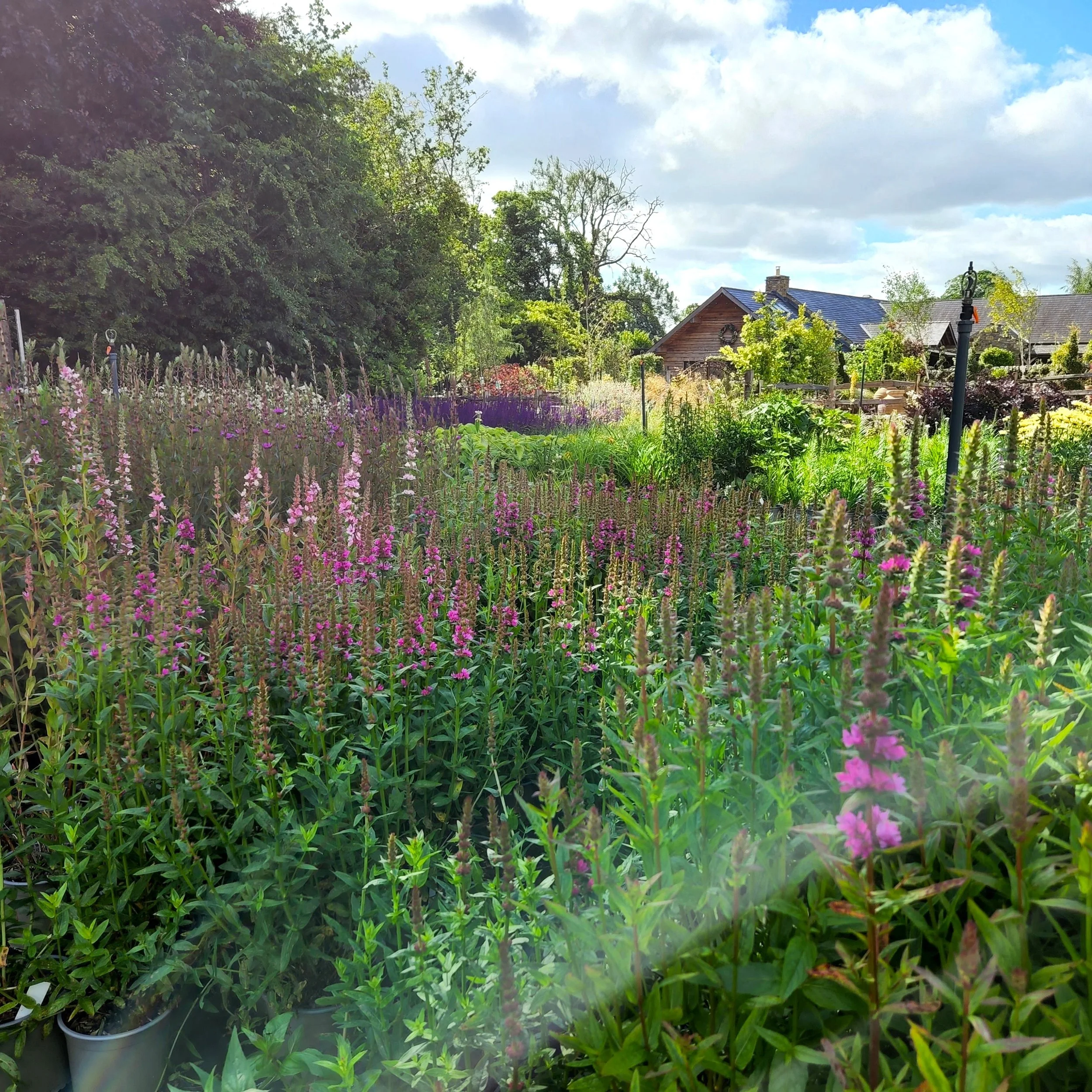 Behind-the-scenes of Holden Clough…Our Growing Process