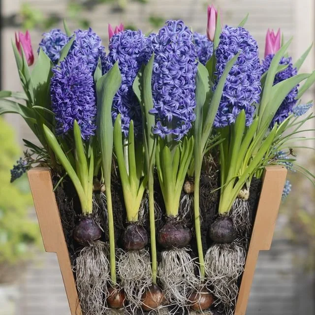 John’s October jobs for the garden…