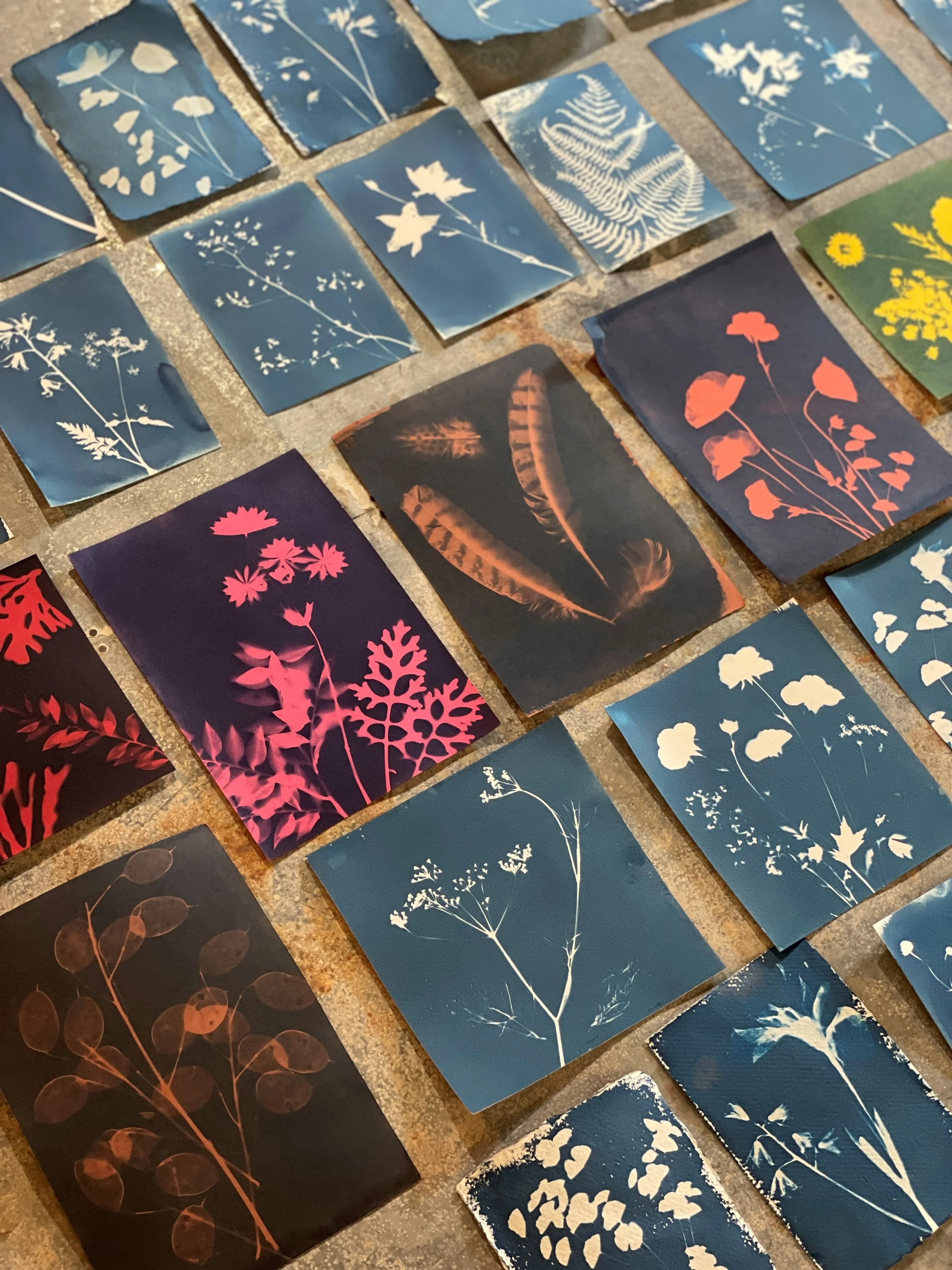 cyanotype 4.jpg