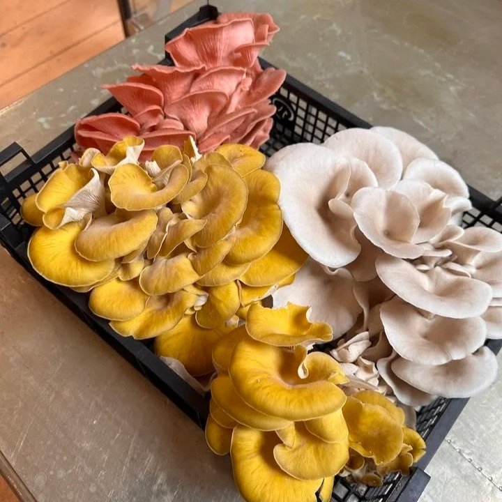 Mushroom Talk, Tasting &amp; Growing Workshop 