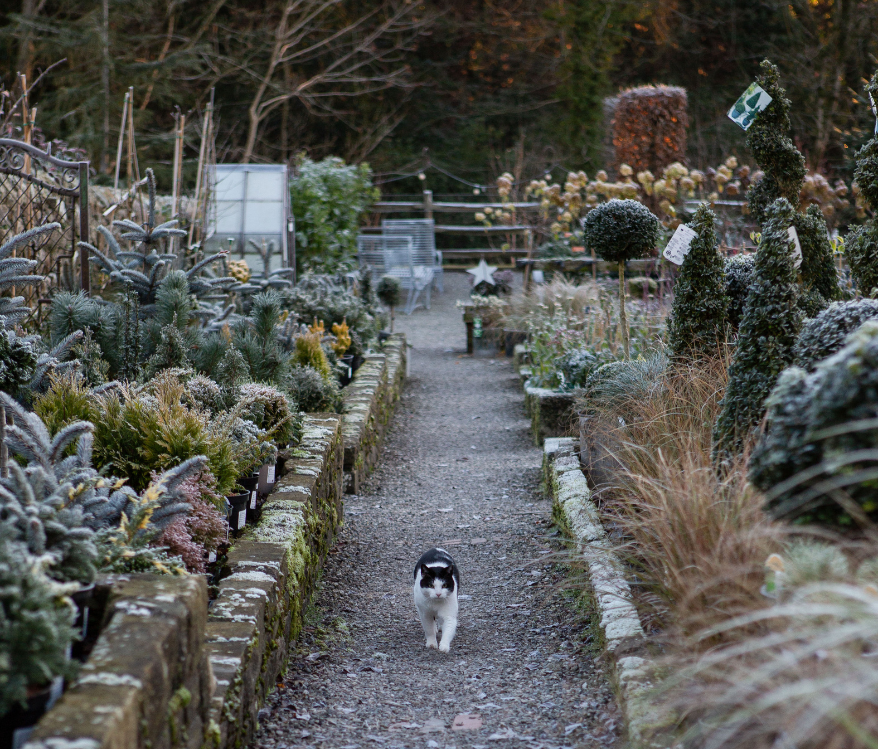 John’s December jobs for the garden…